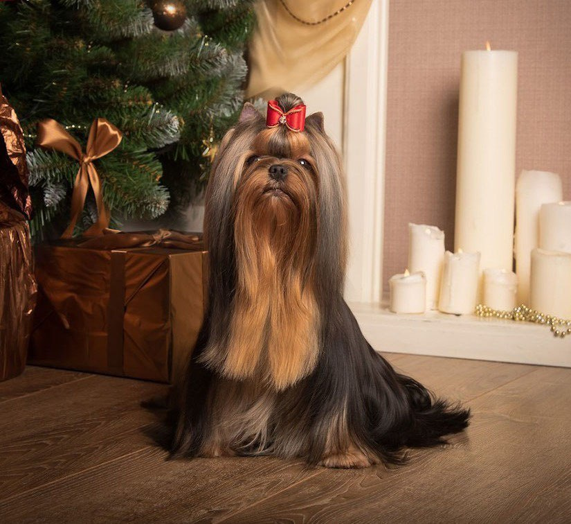 Euphoria’s Elegance. Питомник Йоркширских терьеров Дэнстайл в Санкт-Петербурге заводчик Тих