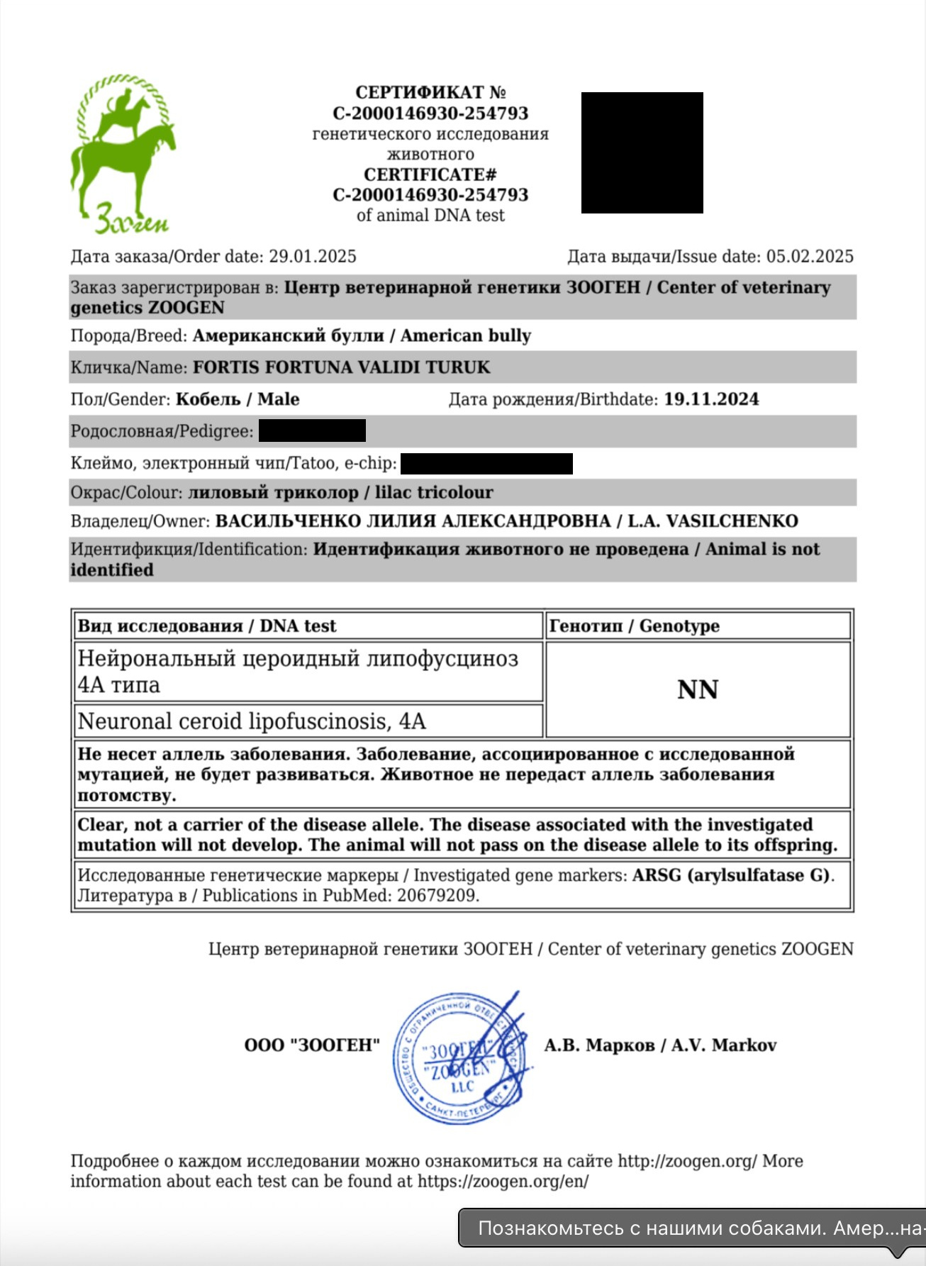 FORTIS FORTUNA VALIDI TURUK. Американский Булли в г. Ростов-на-Дону. Питомник THE POWER OF SIBERIA