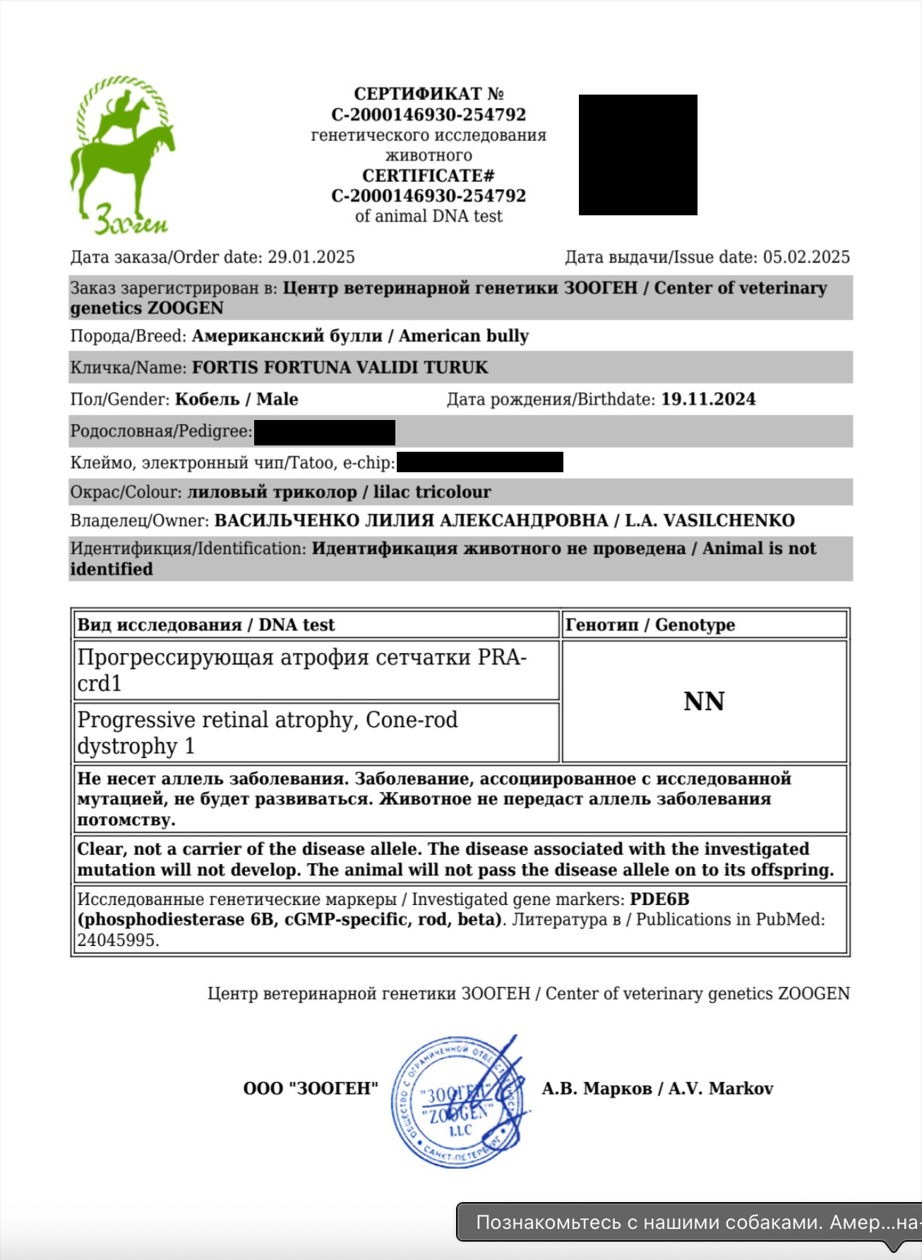 FORTIS FORTUNA VALIDI ZEVS. Американский Булли в г. Ростов-на-Дону. Питомник THE POWER OF SIBERIA