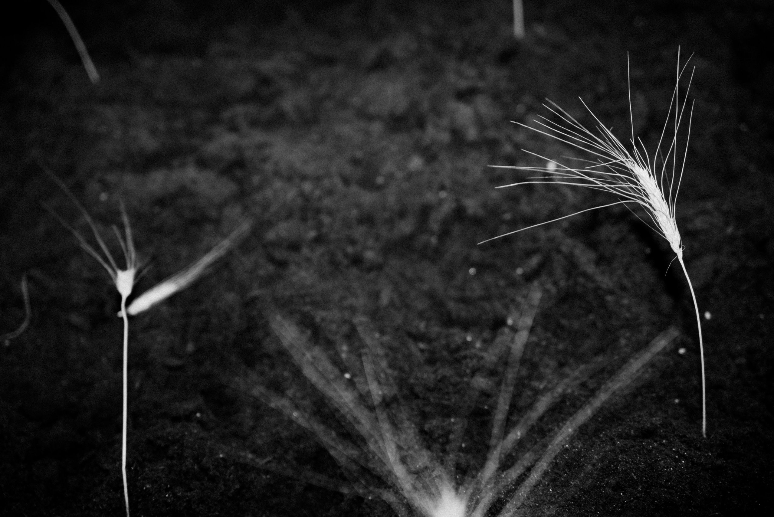 «консервируем без боли и сахара». Анастасия Калинина