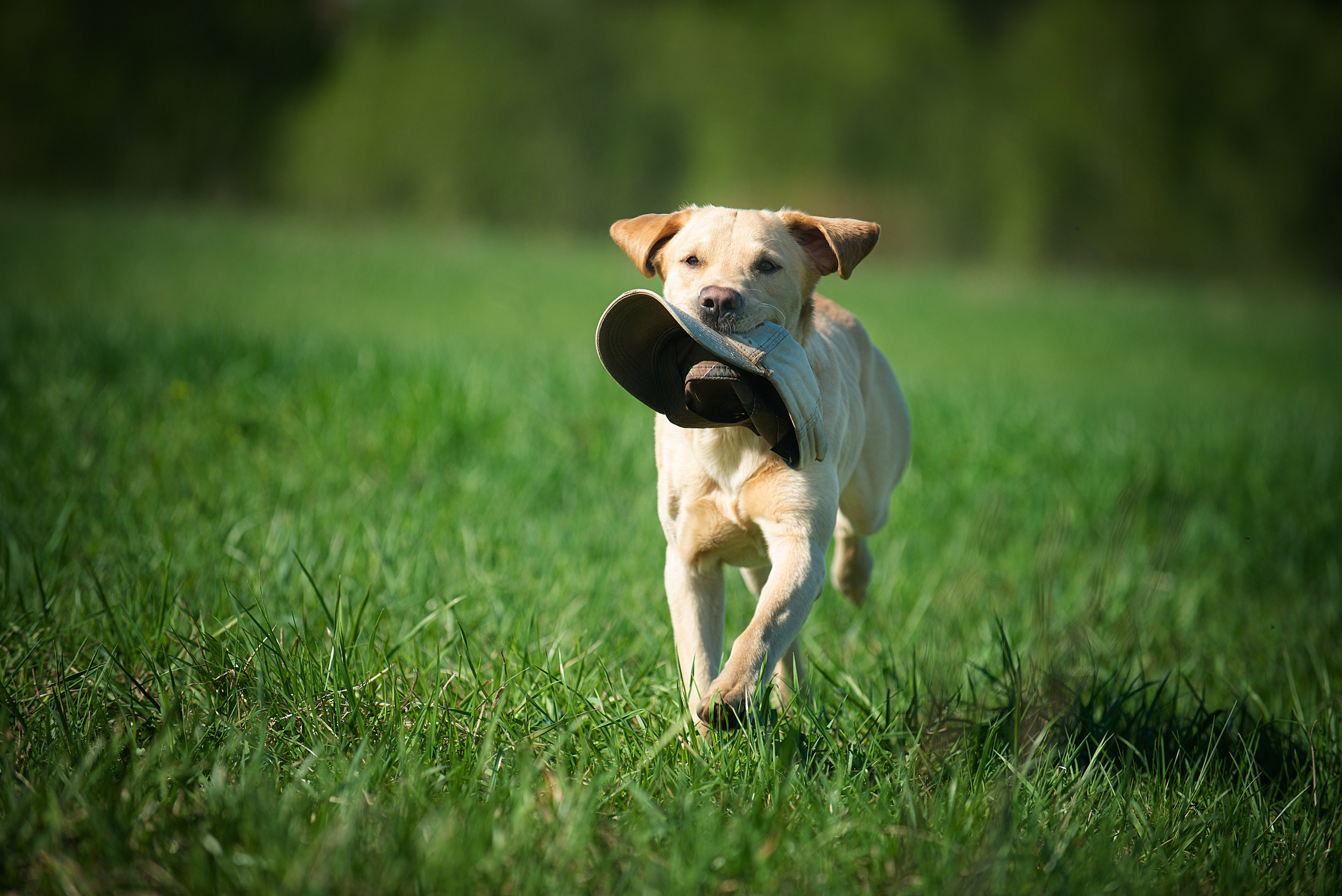 Контакты. Фотограф-анималист Наталья Светличная