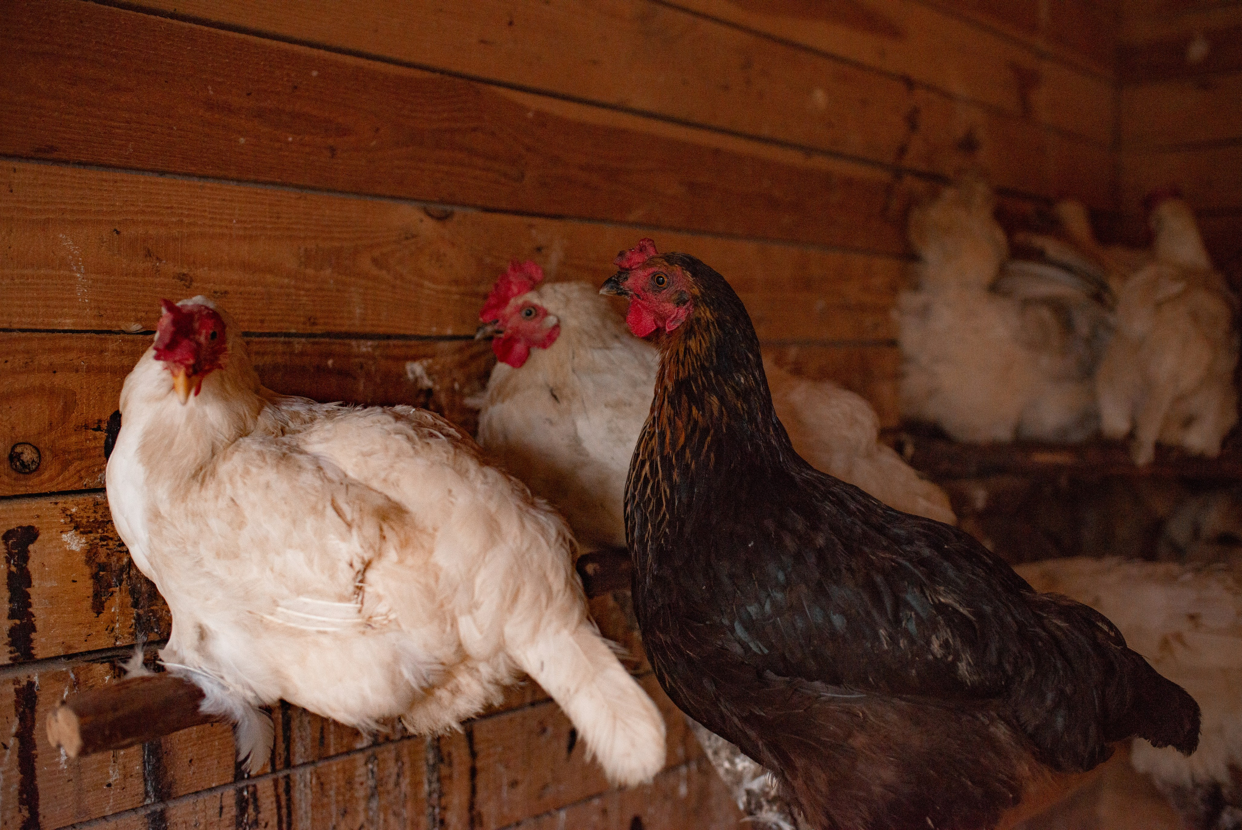 Катерина Архипова. Семейный фотограф Псков. Спб.|Анастасия Войналович