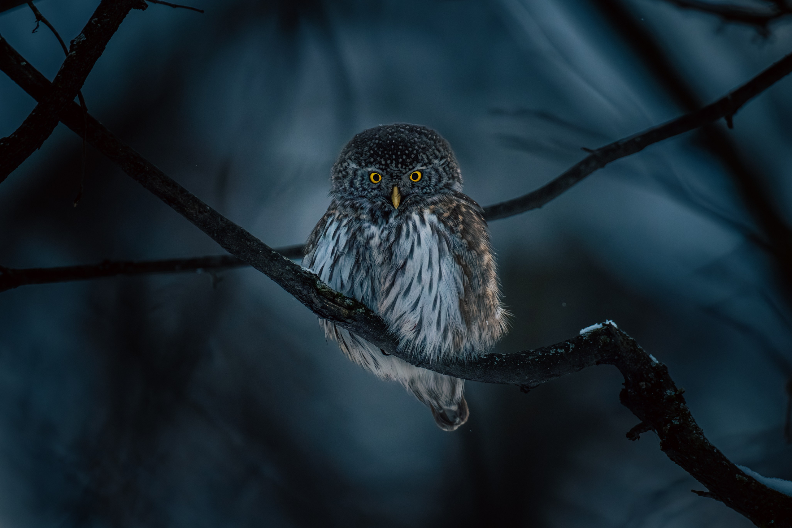 Photographer Kirill Sergeev | Moscow