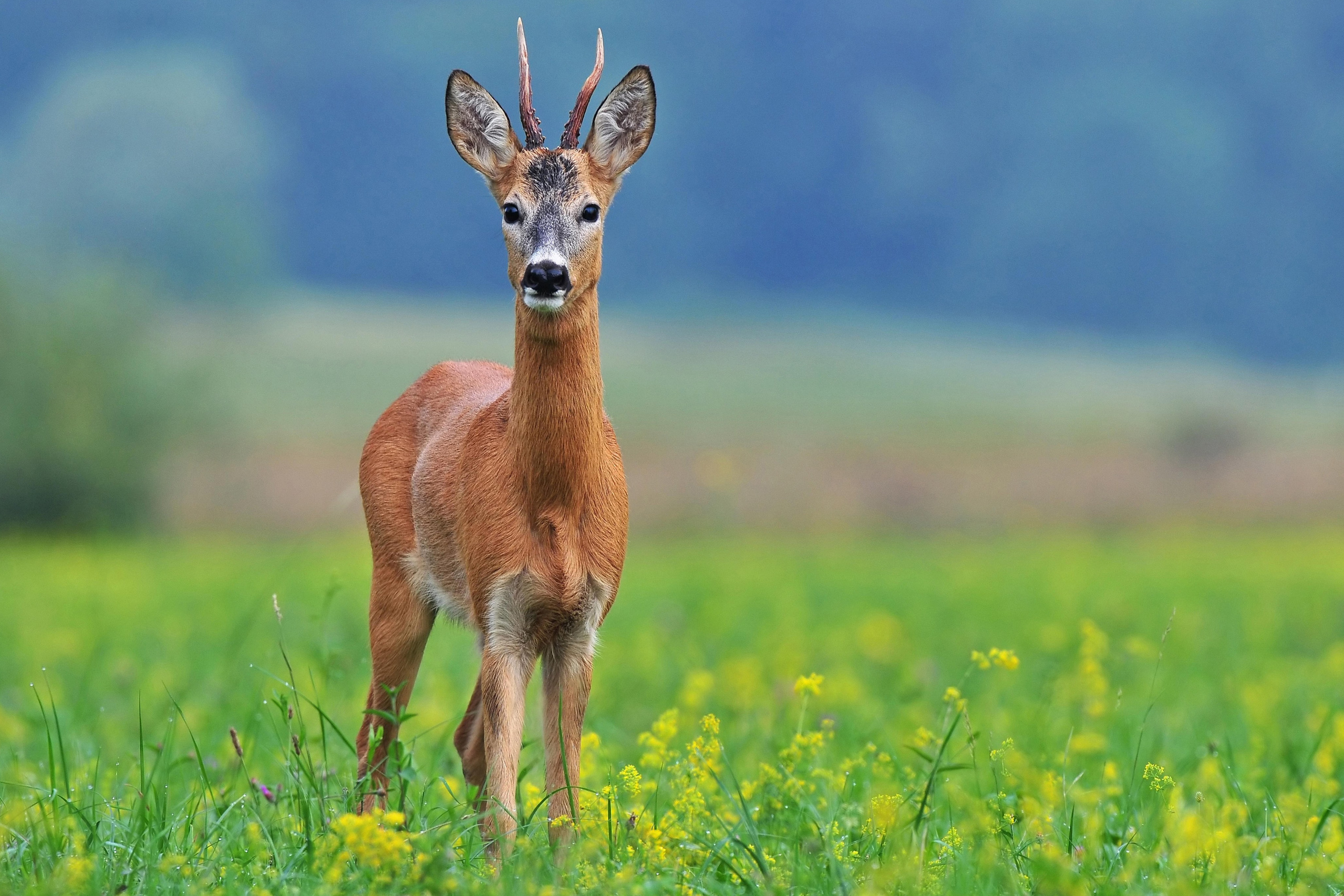 Охота в Беларуси