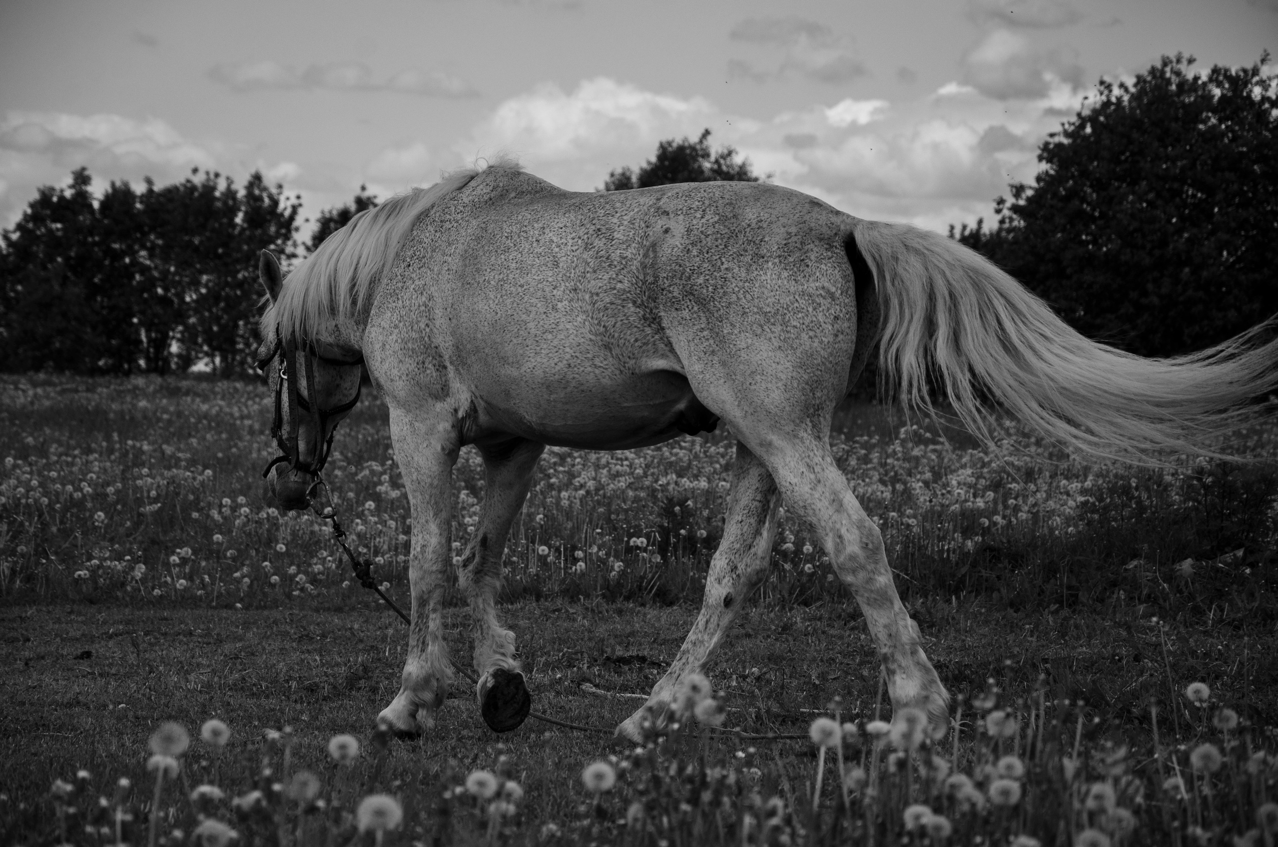 Dubrovina photo