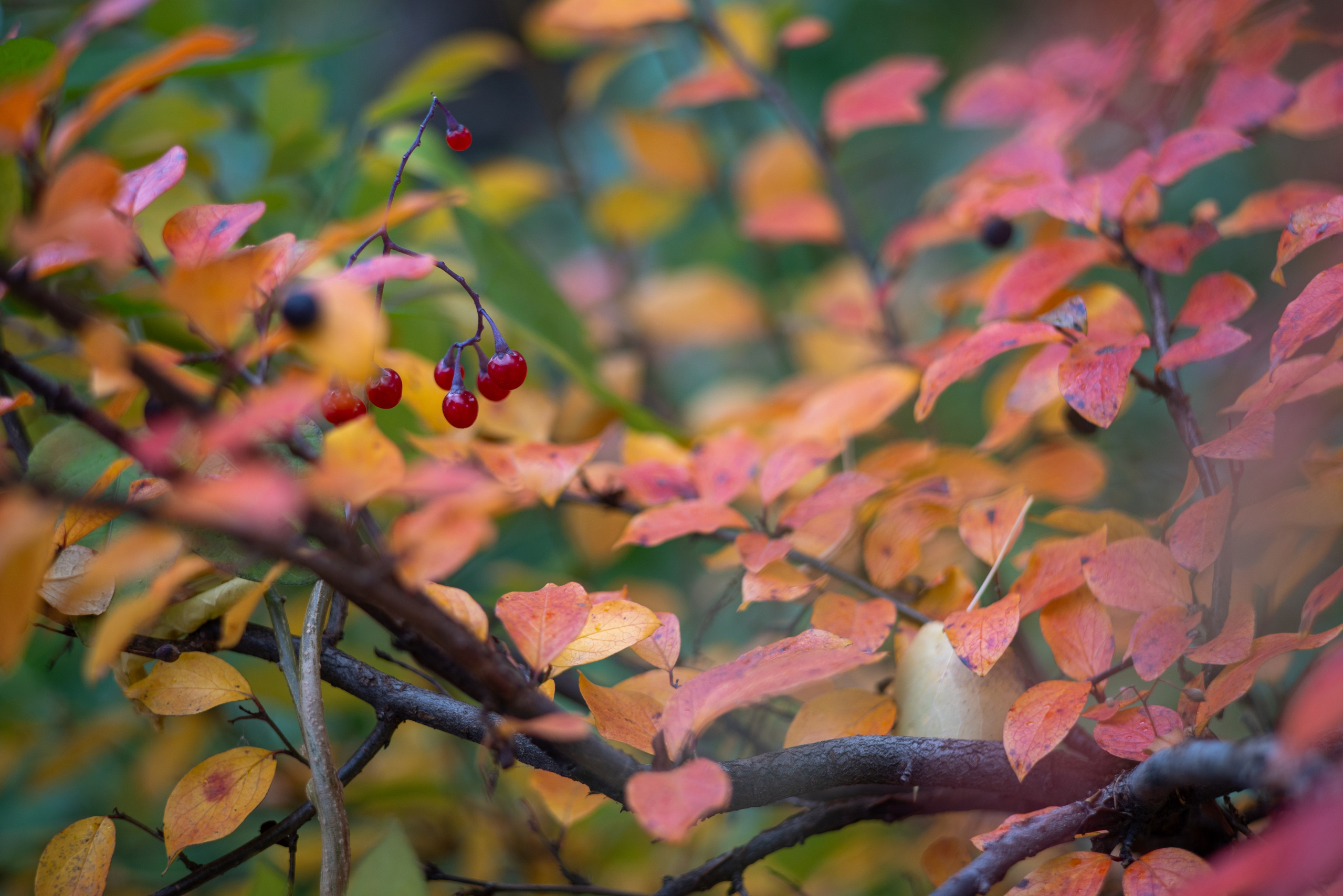 Список альбомов. Дмитрий Ремизов. Фотография, как хобби