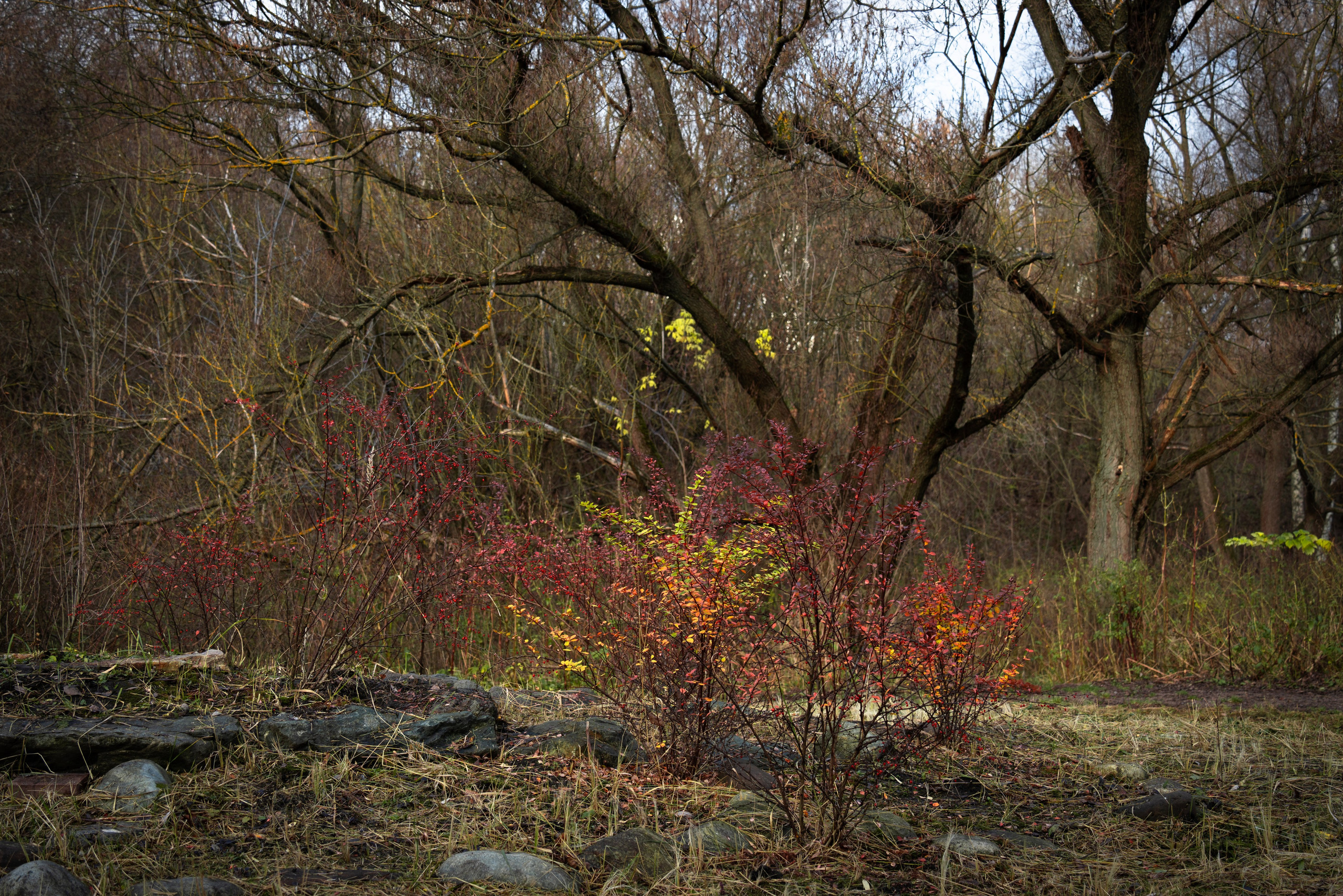 Список альбомов. Дмитрий Ремизов. Фотография, как хобби