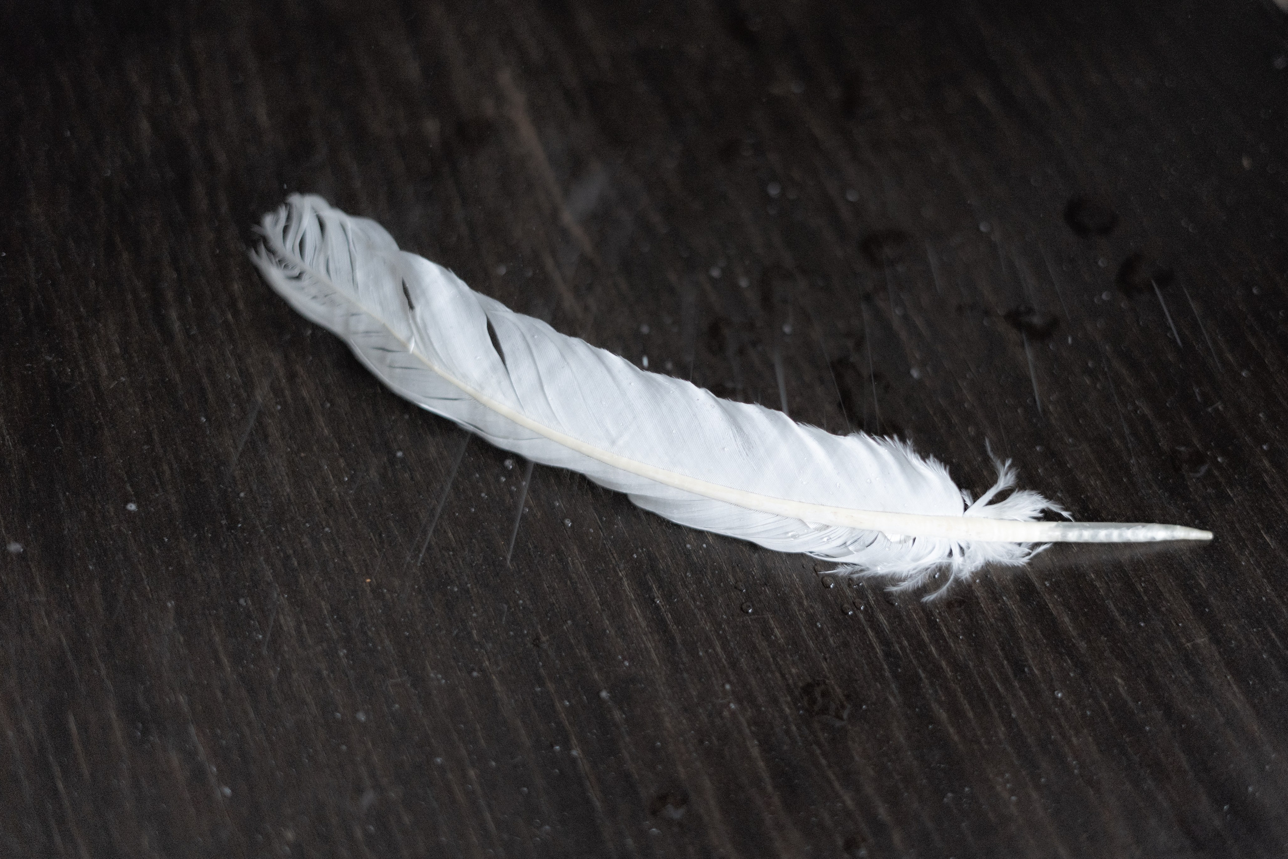 365 Фоточеллендж | 365 Photochallenge. Семейный и детский фотограф Гончарова Елена | Волжский, Волгоград