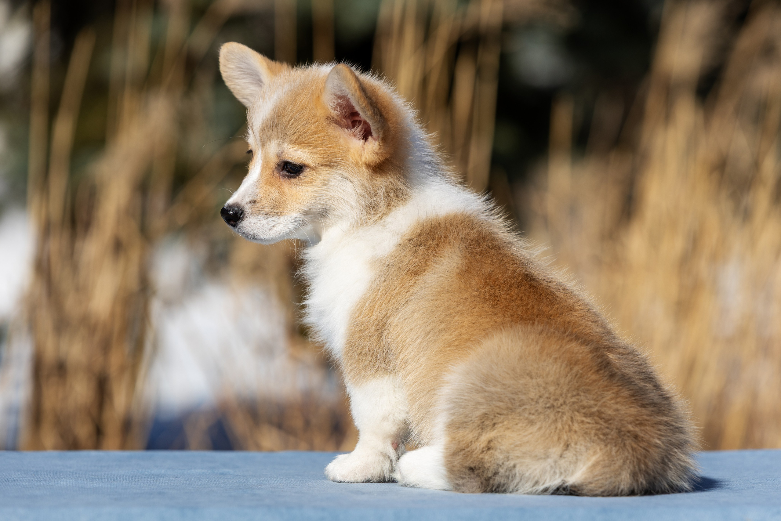 Купить щенка вельш корги кардиган из питомника Ice Fantasy. Купить щенка Вельш-корги-кардиган в семейном питомнике — Ice Fantasy