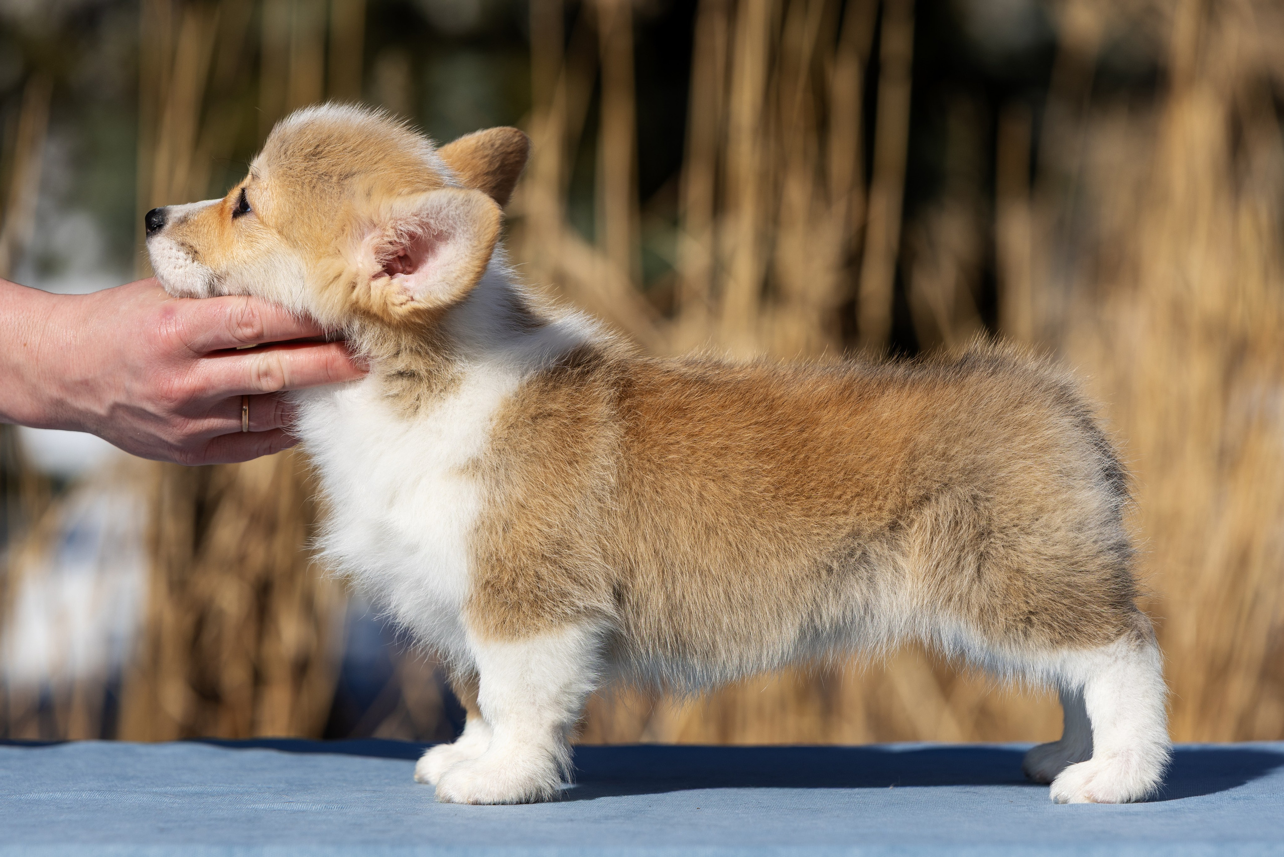 Купить щенка вельш корги кардиган из питомника Ice Fantasy. Купить щенка Вельш-корги-кардиган в семейном питомнике — Ice Fantasy