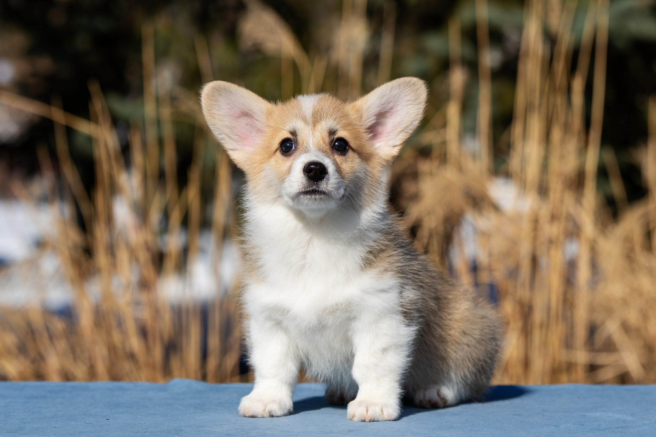 Купить щенка вельш корги кардиган из питомника Ice Fantasy. Купить щенка Вельш-корги-кардиган в семейном питомнике — Ice Fantasy