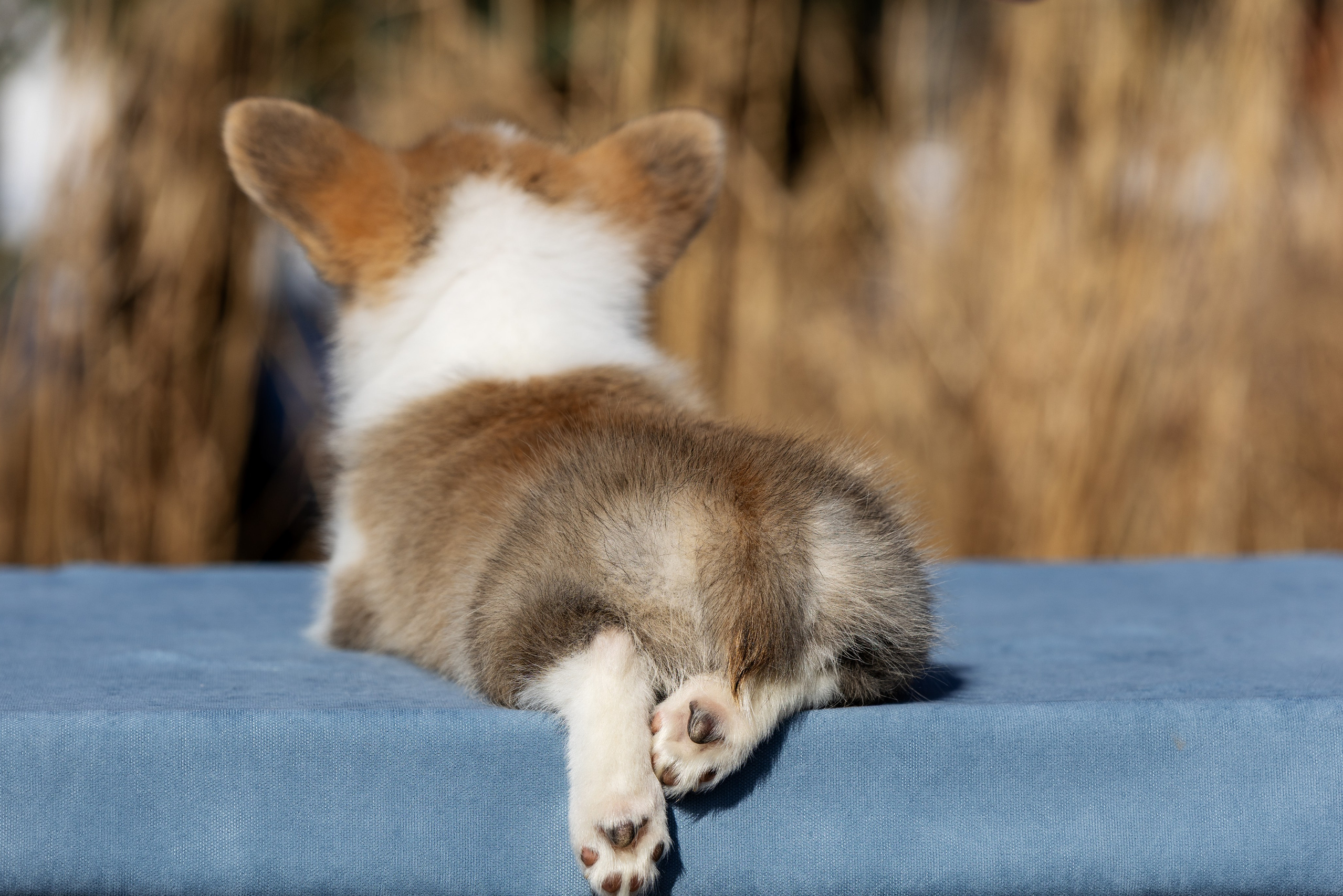 Купить щенка вельш корги кардиган из питомника Ice Fantasy. Купить щенка Вельш-корги-кардиган в семейном питомнике — Ice Fantasy