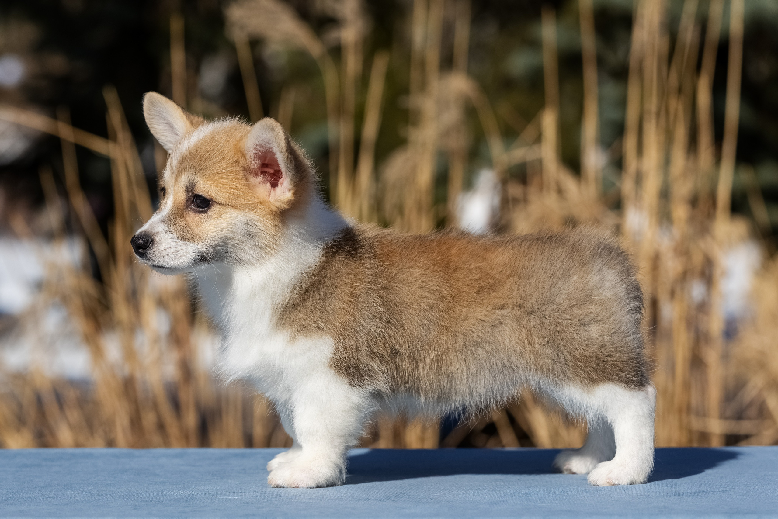 Купить щенка вельш корги кардиган из питомника Ice Fantasy. Купить щенка Вельш-корги-кардиган в семейном питомнике — Ice Fantasy