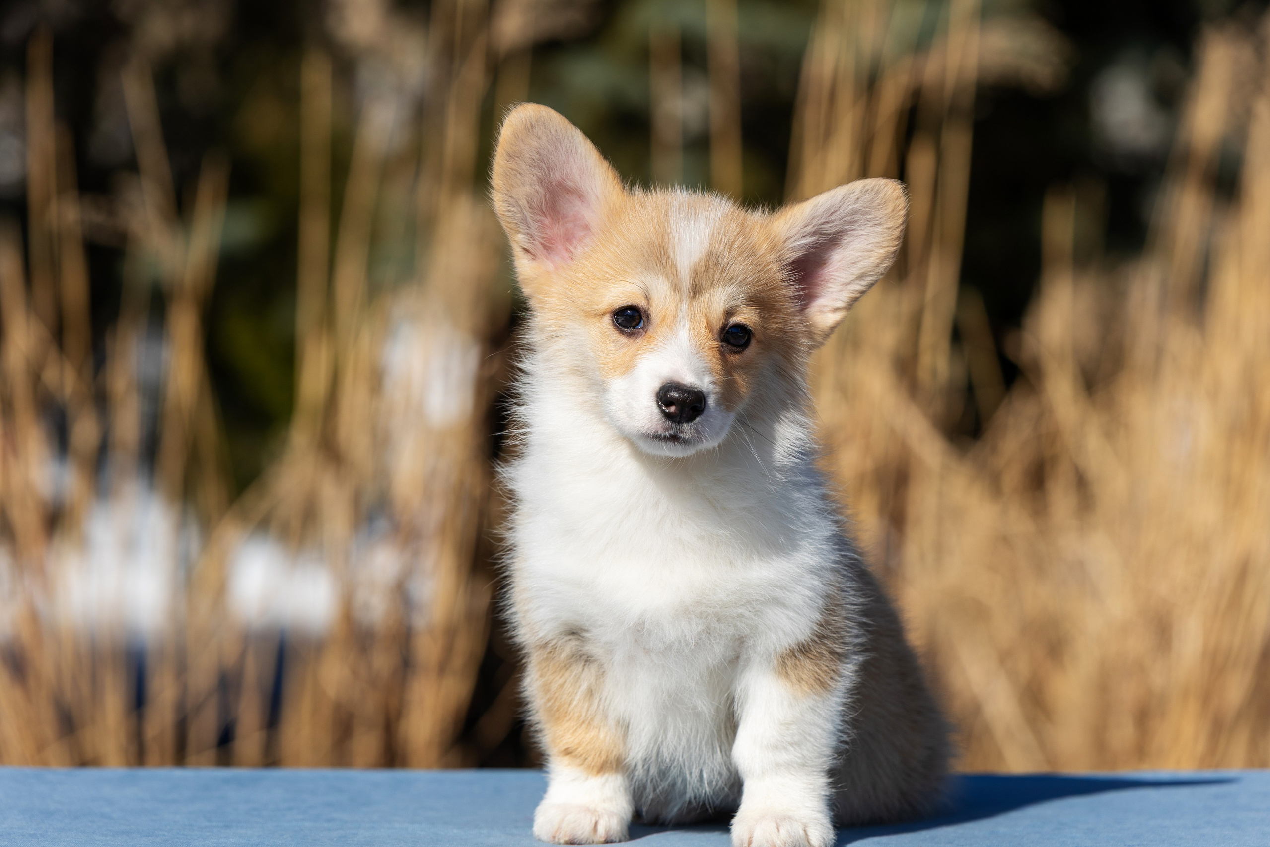 Купить щенка вельш корги кардиган из питомника Ice Fantasy. Купить щенка Вельш-корги-кардиган в семейном питомнике — Ice Fantasy