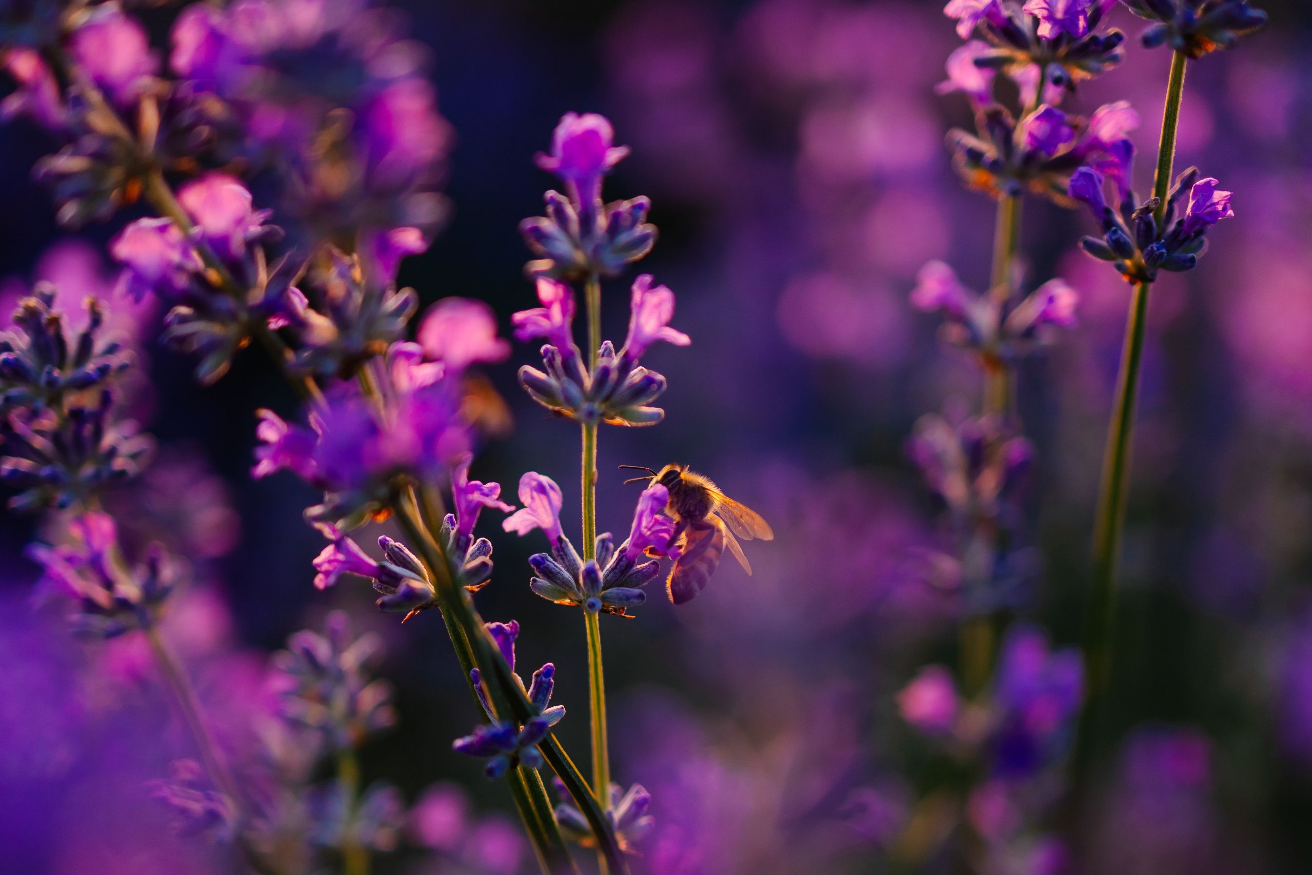 Fotoshooting im Lavendelfeld bei München – Familien-, Paar- & Babybauchfotos. Fotografin in München Dasha Antipina