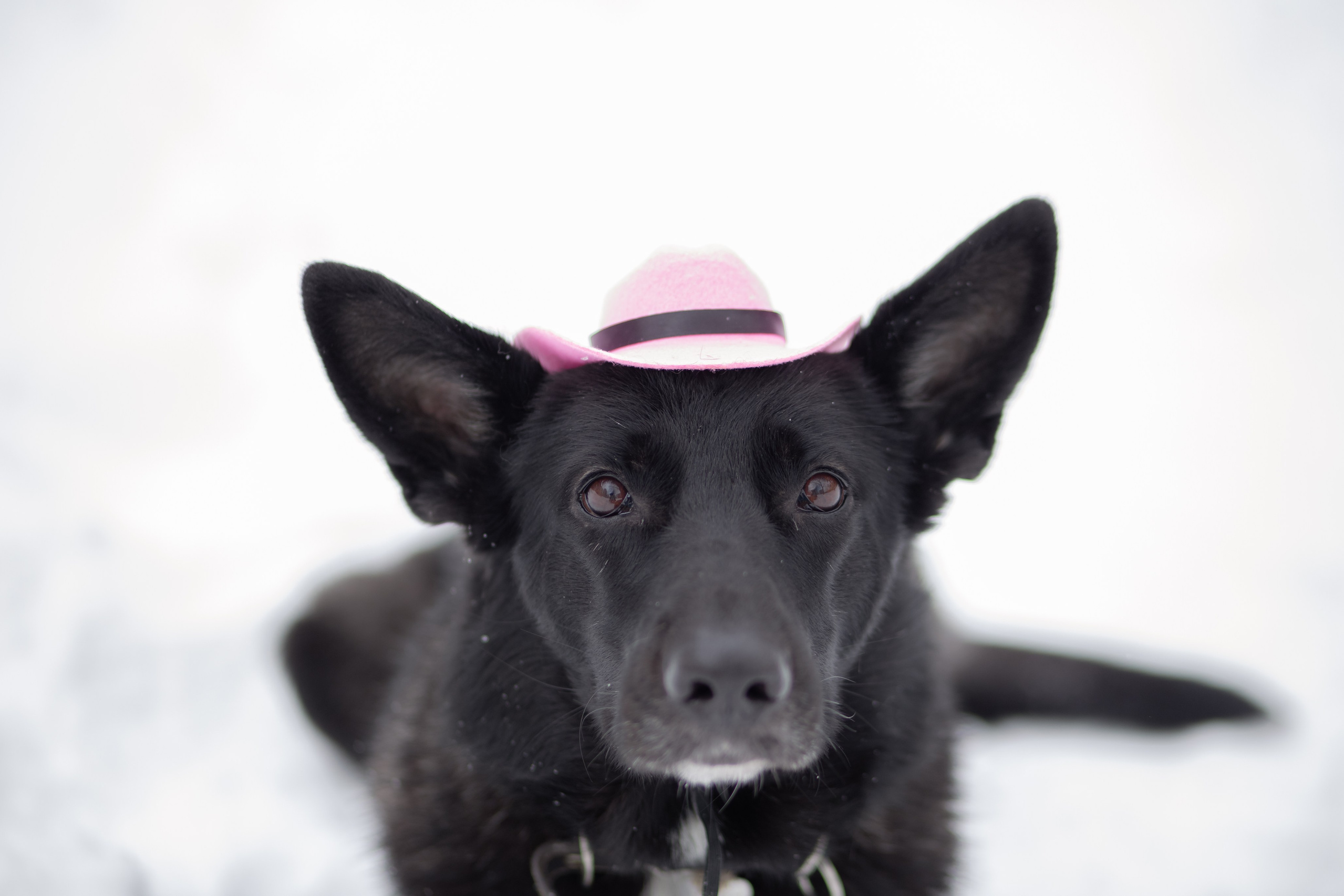 Портфолио. Детский фотограф, фотограф-анималист