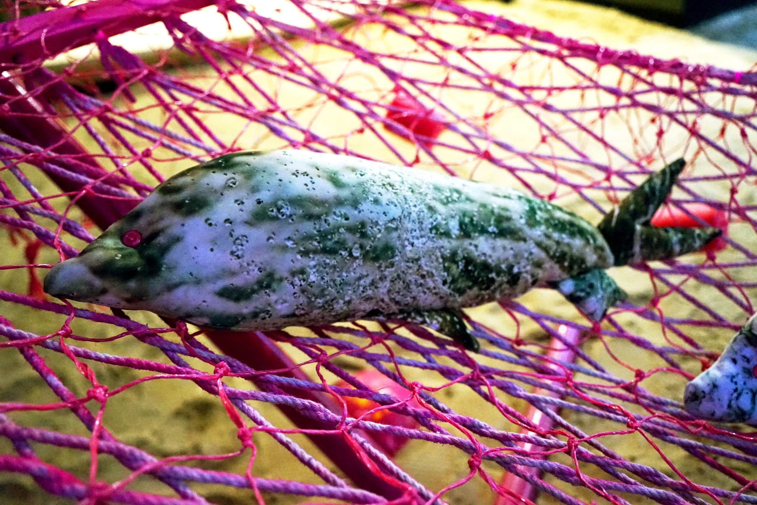 The catch. Artist Anna Snegina Художница Анна Снегина