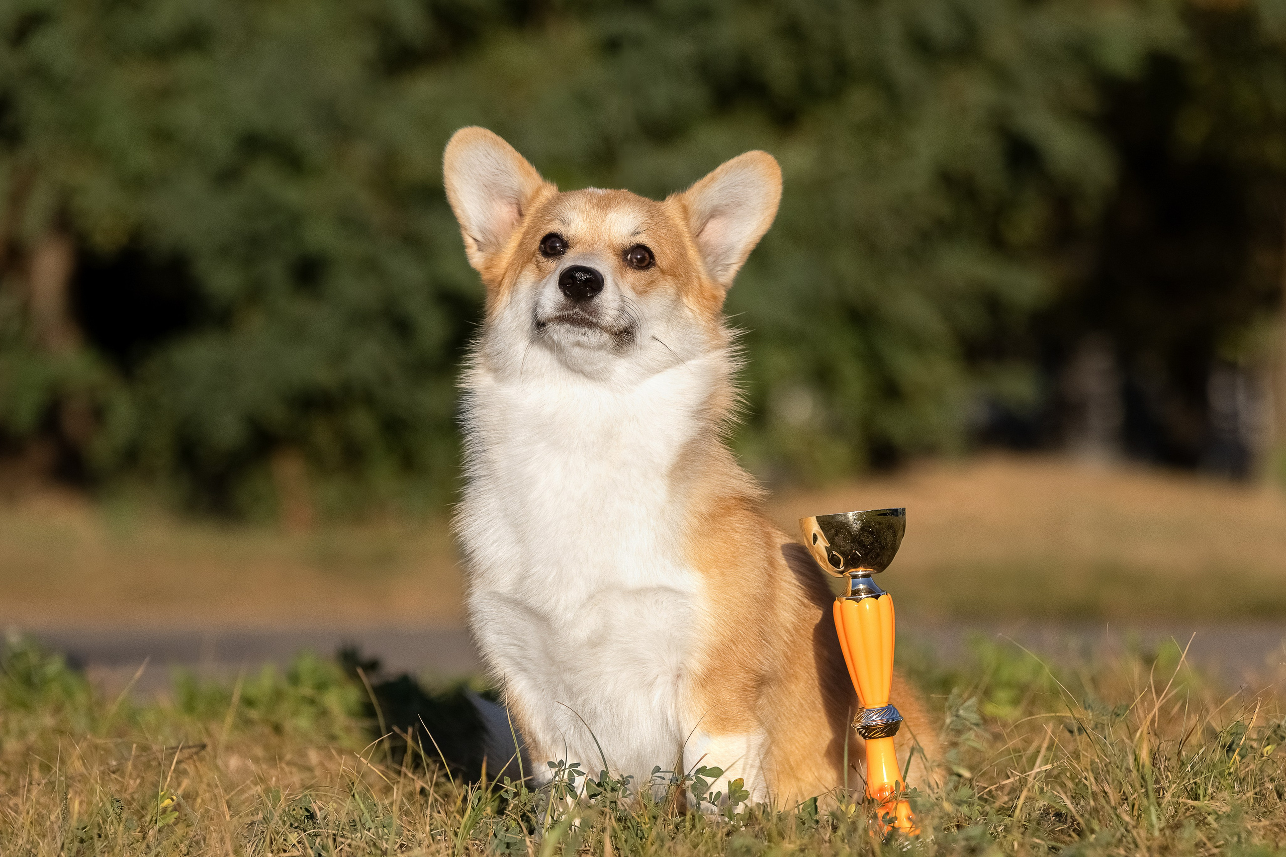 Вельш корги пемброк. Купить щенка Вельш-корги-кардиган в семейном питомнике — Ice Fantasy