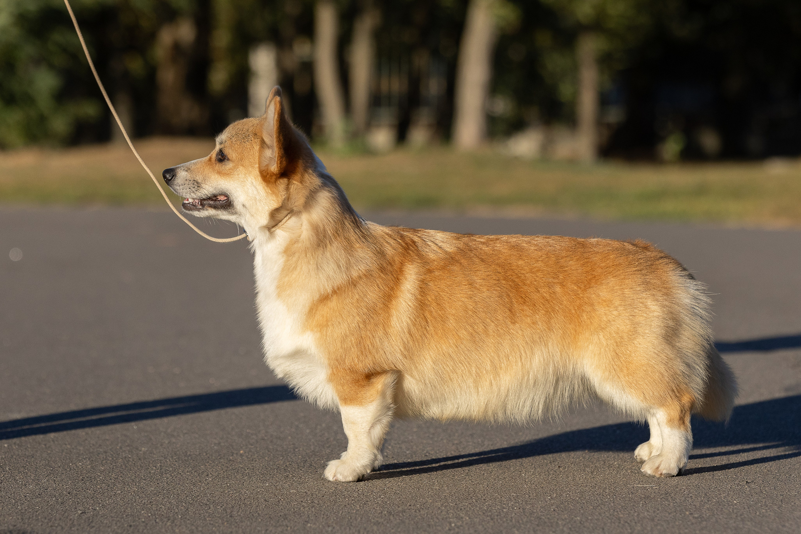Вельш корги пемброк. Купить щенка Вельш-корги-кардиган в семейном питомнике — Ice Fantasy