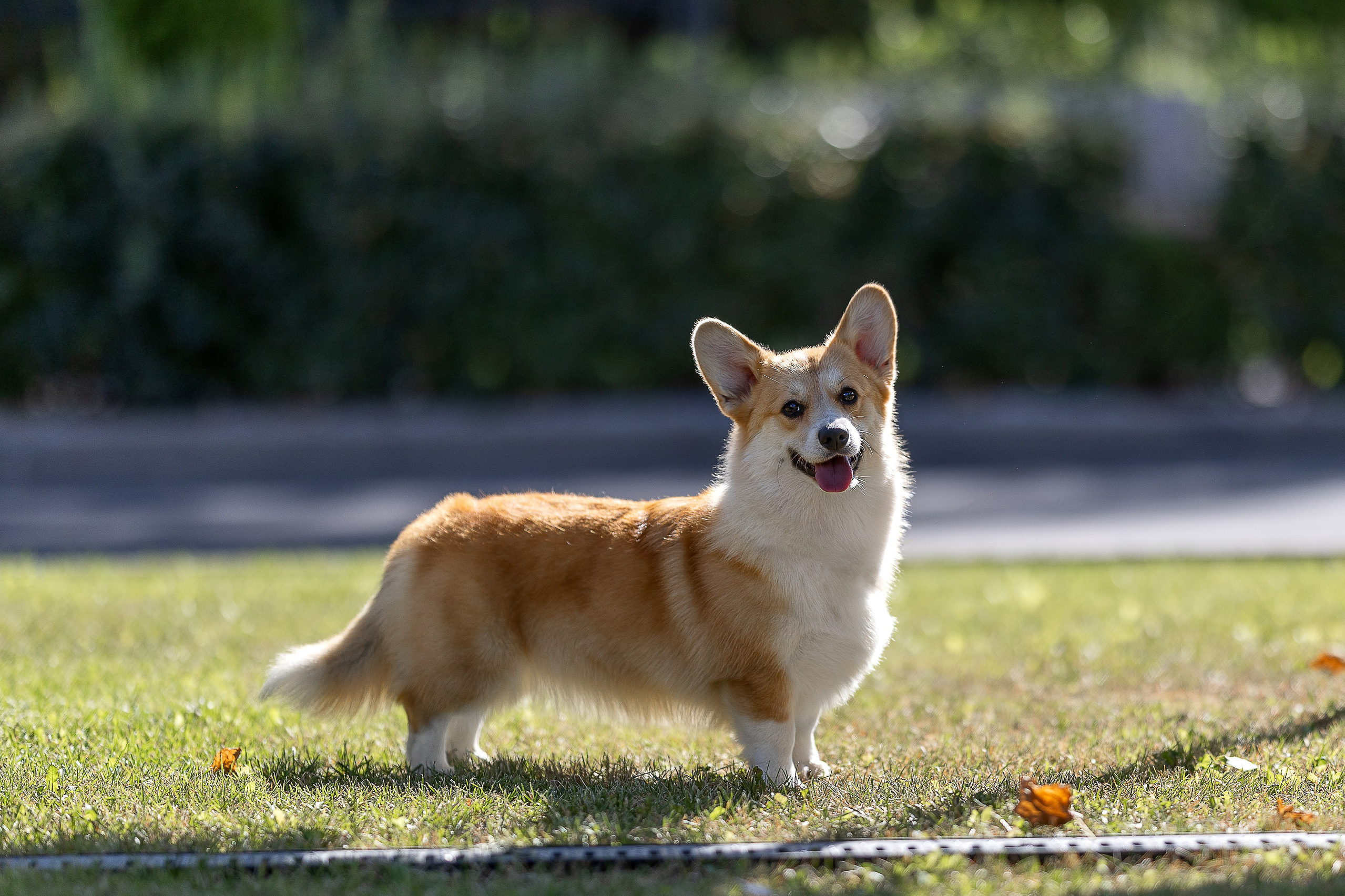Вельш корги пемброк. Купить щенка Вельш-корги-кардиган в семейном питомнике — Ice Fantasy