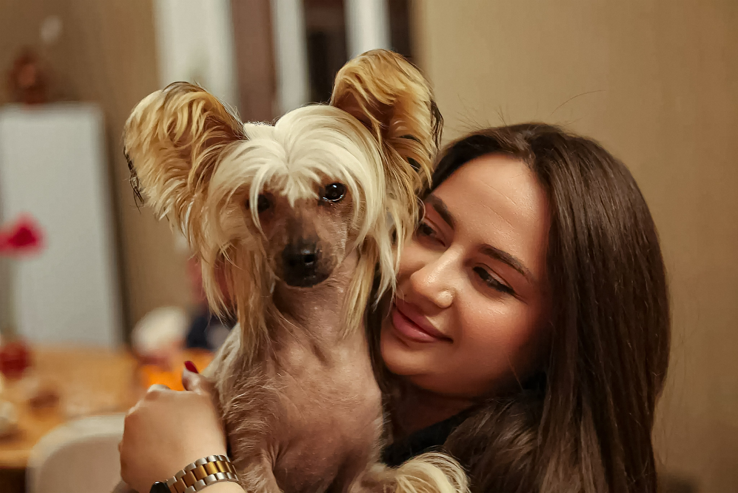 Девочкам помёта «G» — 1 годик!. Poale Ell Chinese Crested Dog Kennel: Buy a puppy from the kennel