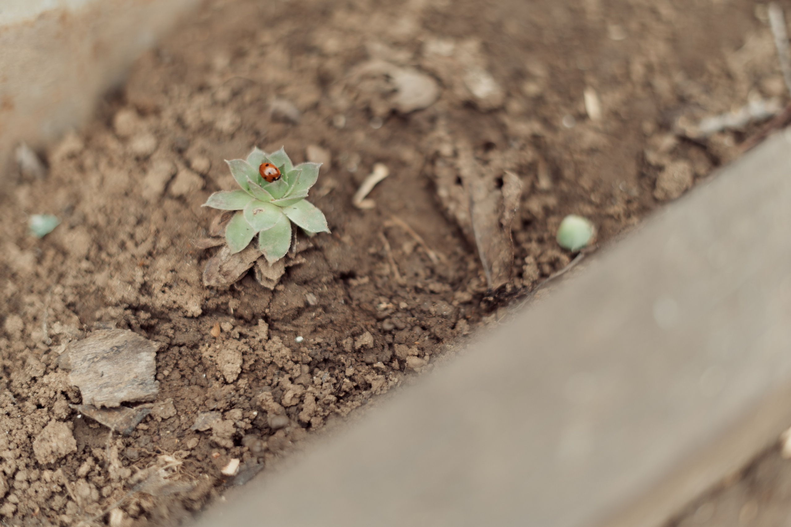 365 Фоточеллендж | 365 Photochallenge. Семейный и детский фотограф Гончарова Елена | Волжский, Волгоград