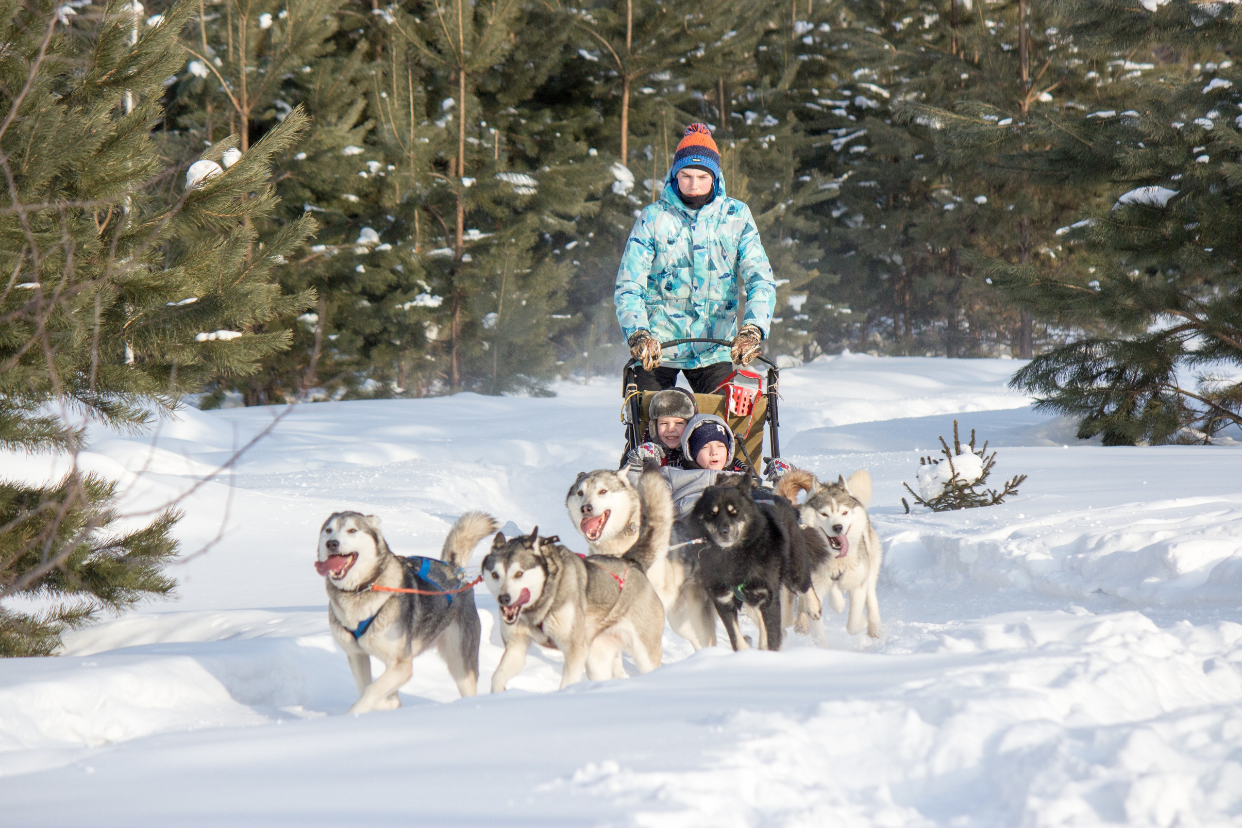 Husky sledding experience in winter near Moscow