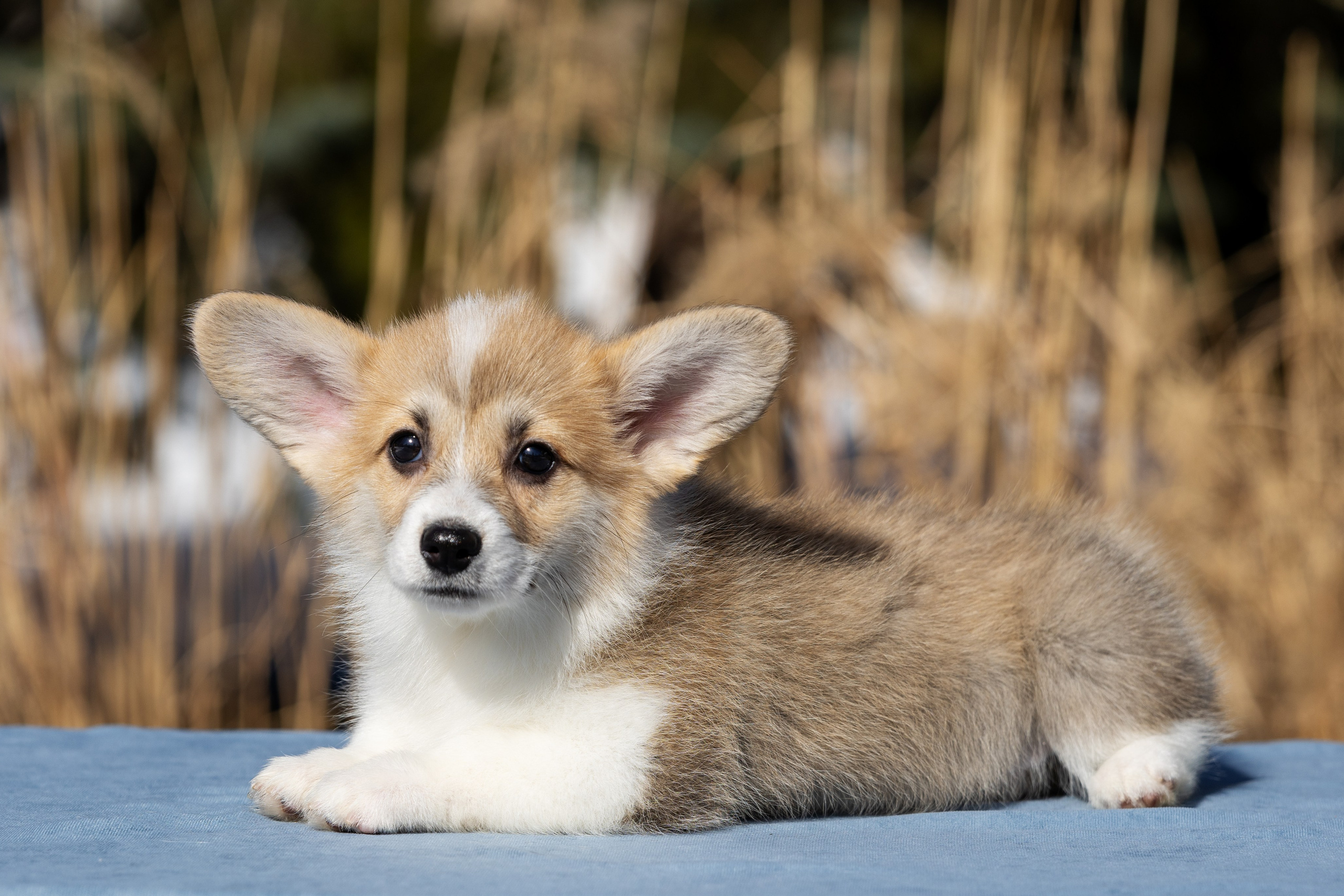 Купить щенка вельш корги кардиган из питомника Ice Fantasy. Купить щенка Вельш-корги-кардиган в семейном питомнике — Ice Fantasy