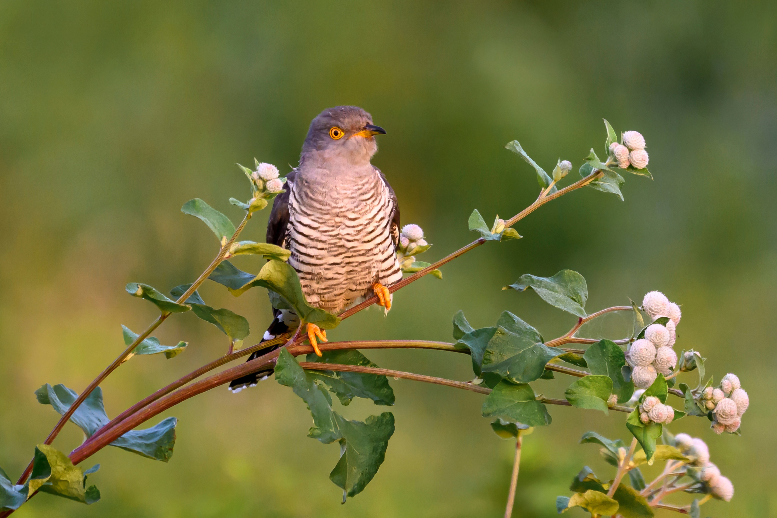 Совы и аисты. Owls and Storks. Wildlife photography by Sergey Puponin