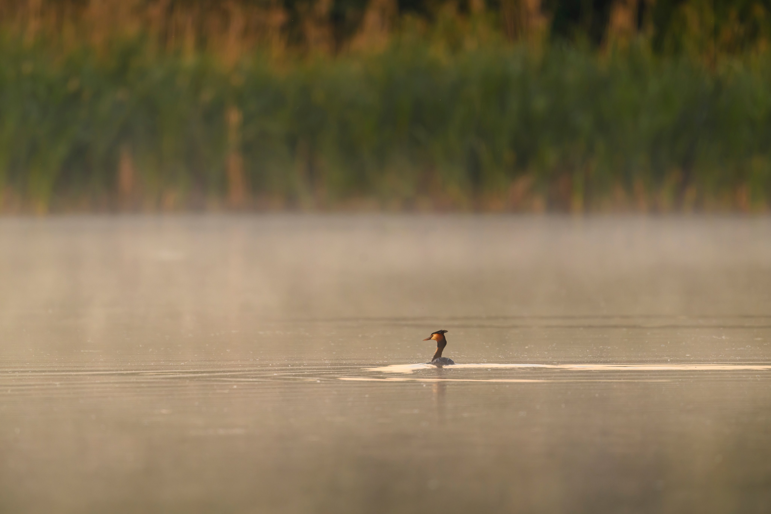 Совы и трясогузки. Фотограф Сергей Пупонин