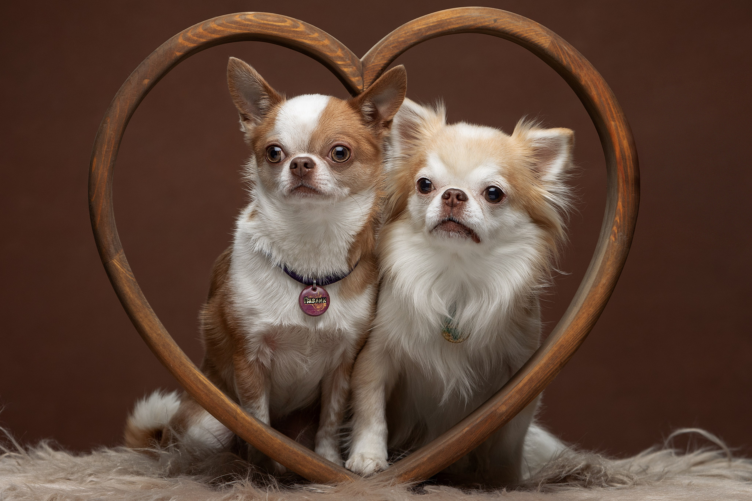 Рекламная съемка. Фотограф-анималист Юлия Зубкова