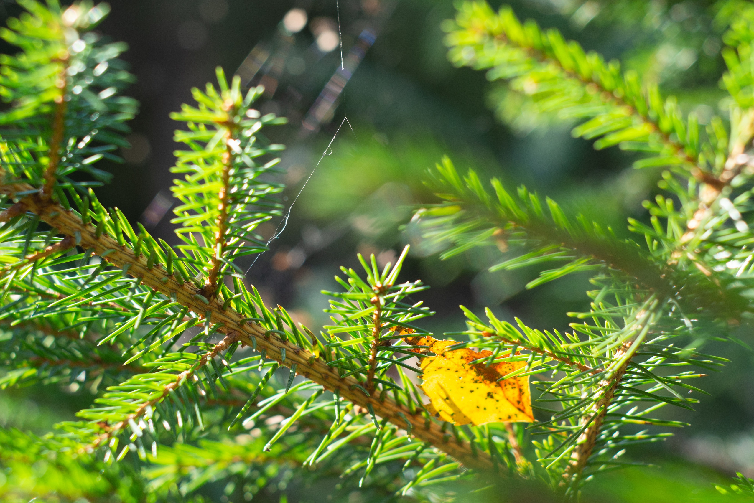 Список альбомов. Дмитрий Ремизов. Фотография, как хобби