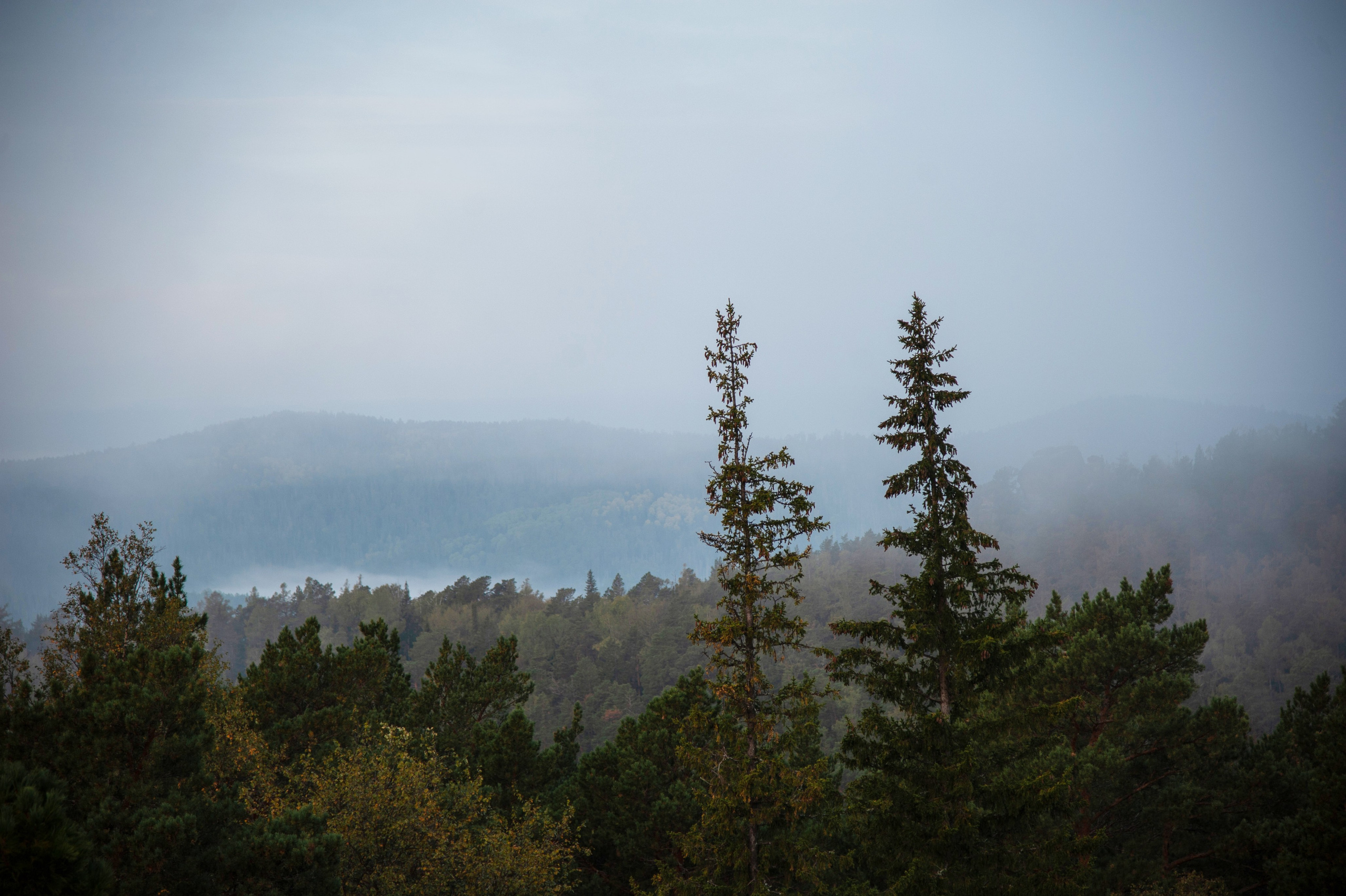 Работы, сделанные в Арт-резиденции «Красноярские столбы». Арт-фотография, терапевтическая фотография в Москве. Фотограф Анна Ермолова
