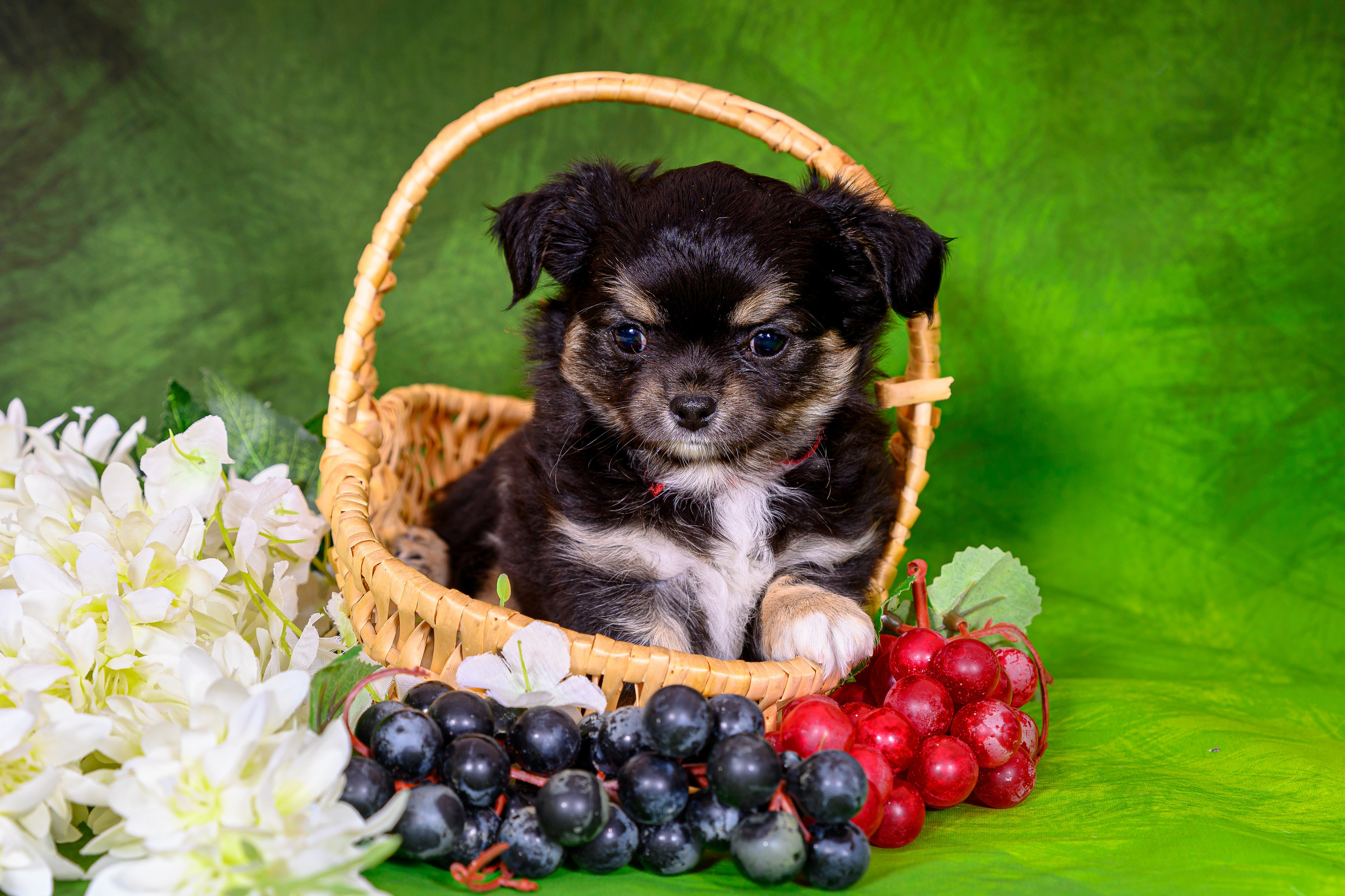 ✨Услуги. Фотограф анималист Елена Галдина г. Красноярск