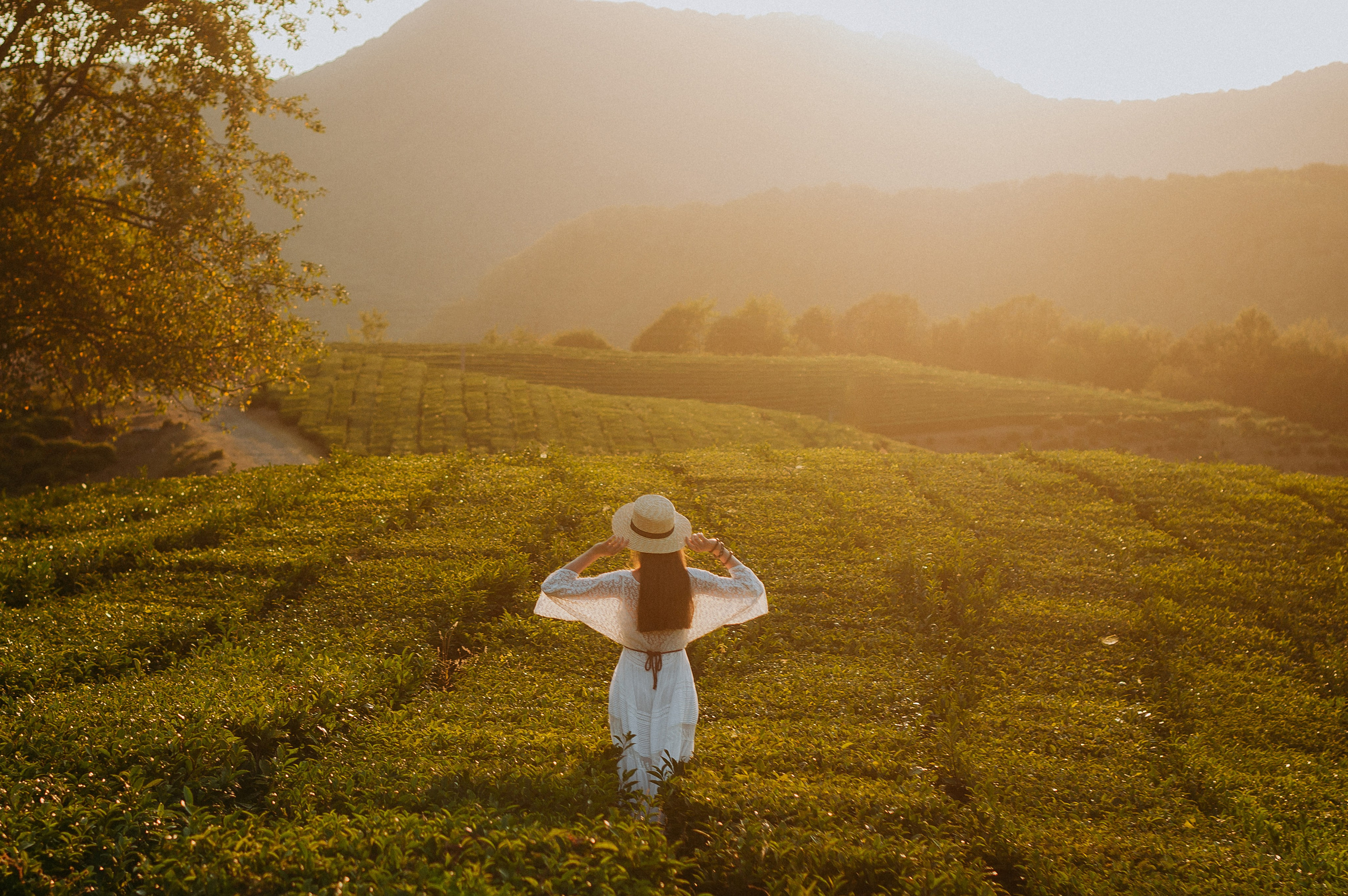 Мацеста, водопады и чайные плантации