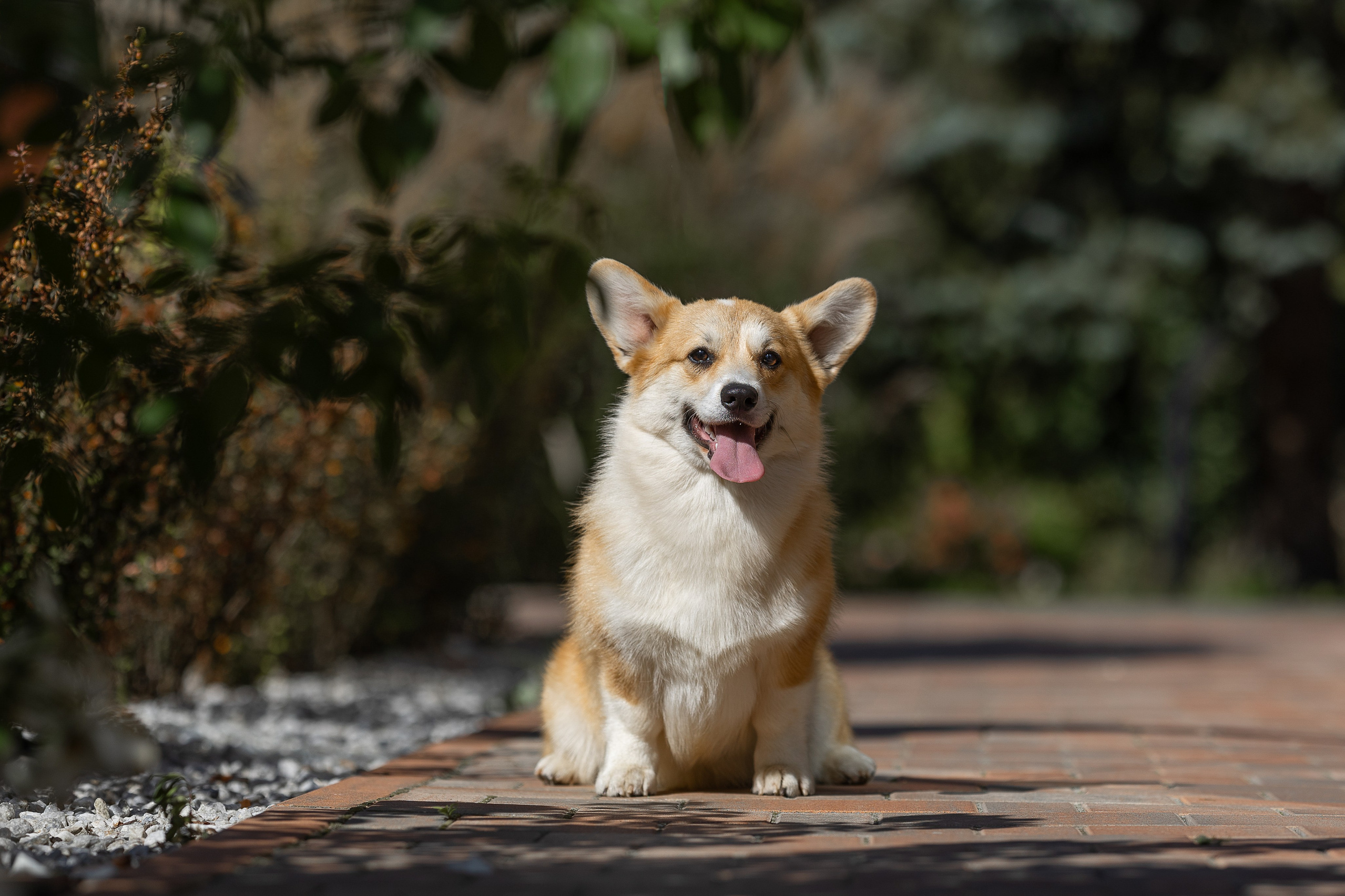 Вельш корги пемброк. Купить щенка Вельш-корги-кардиган в семейном питомнике — Ice Fantasy