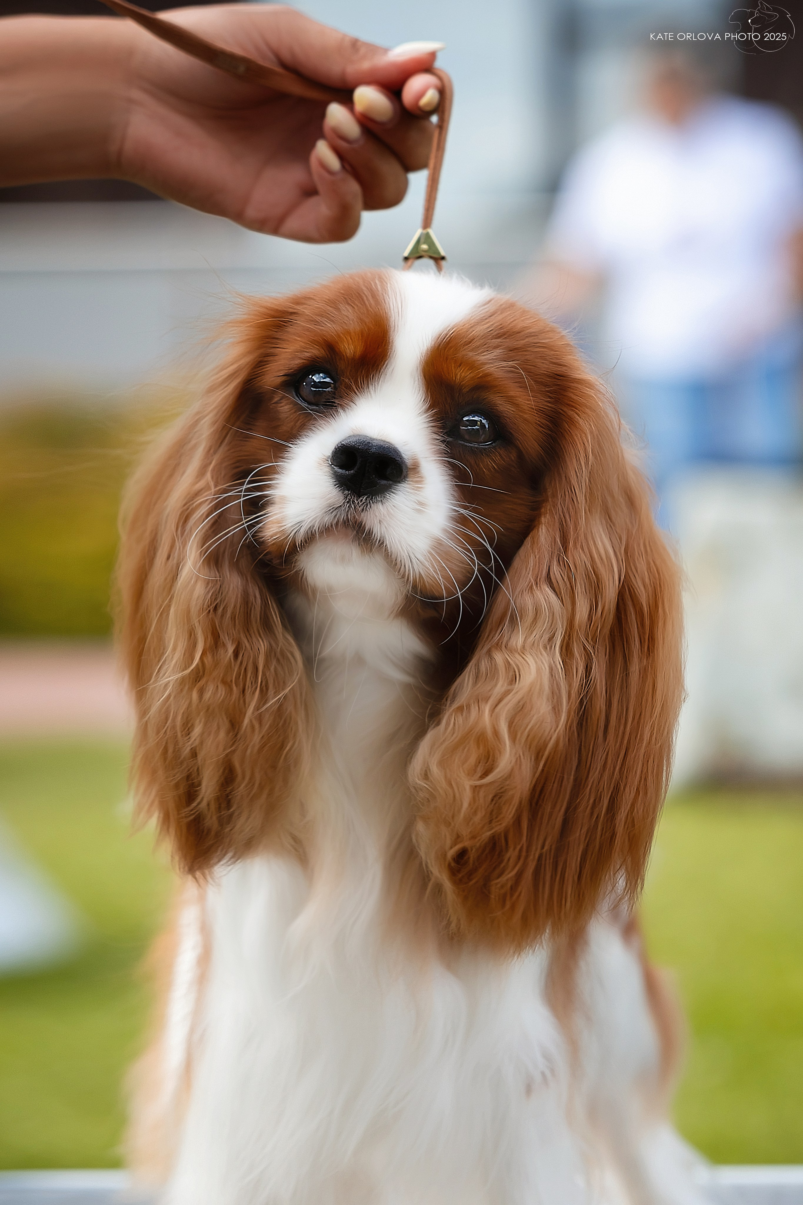 Выставки. Питомник кавалер кинг чарльз спаниелей