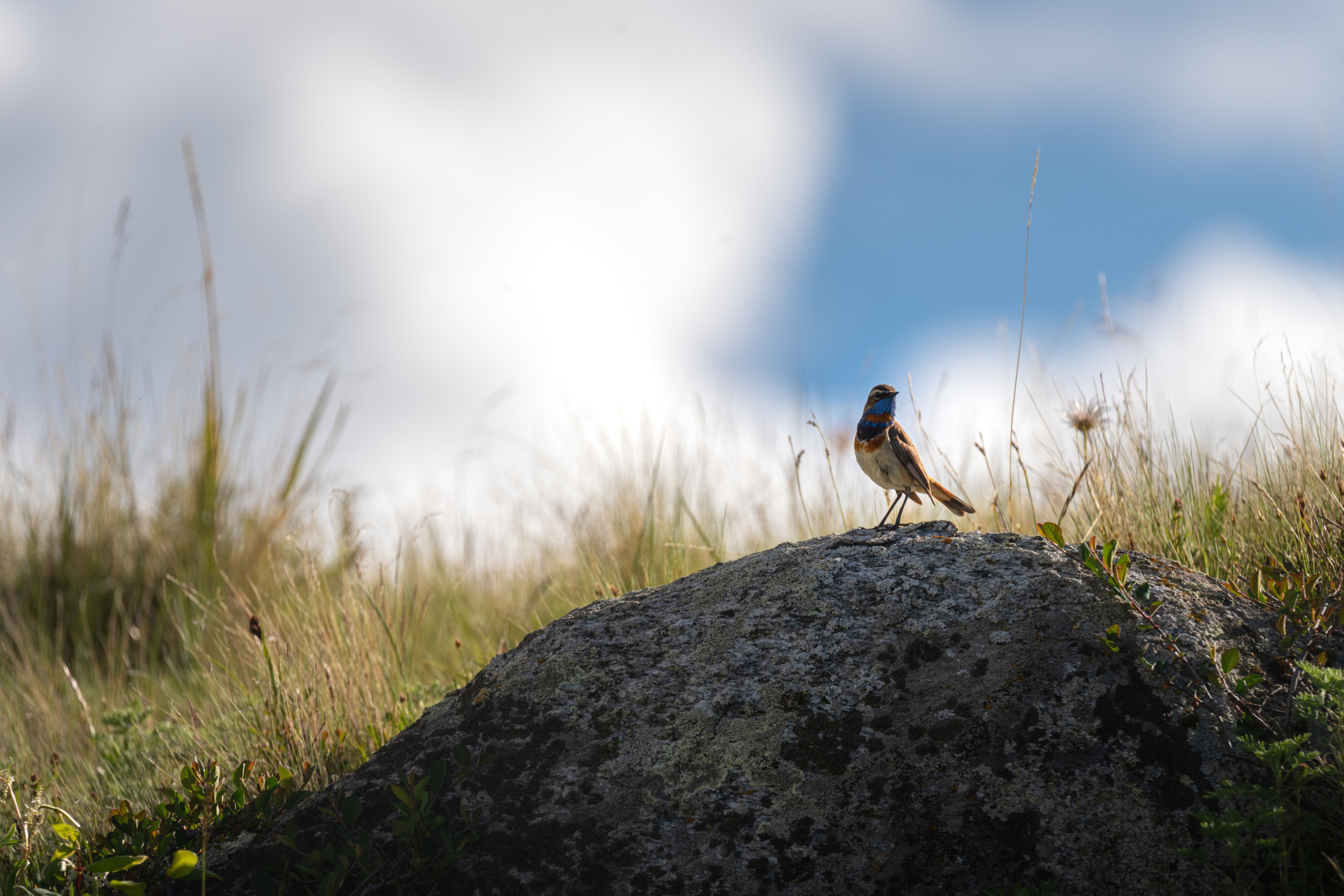 Очарование Укока. Профессиональный пейзажный фотограф Алёна Рубан