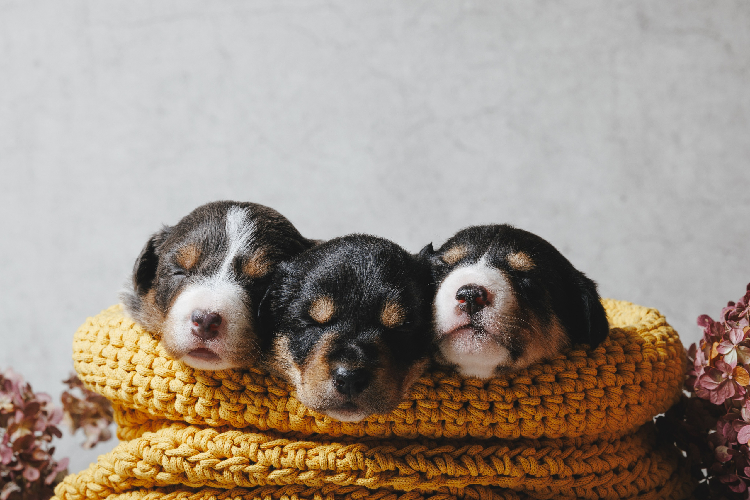 Прайс. Фотограф- анималист Санкт-Петербург