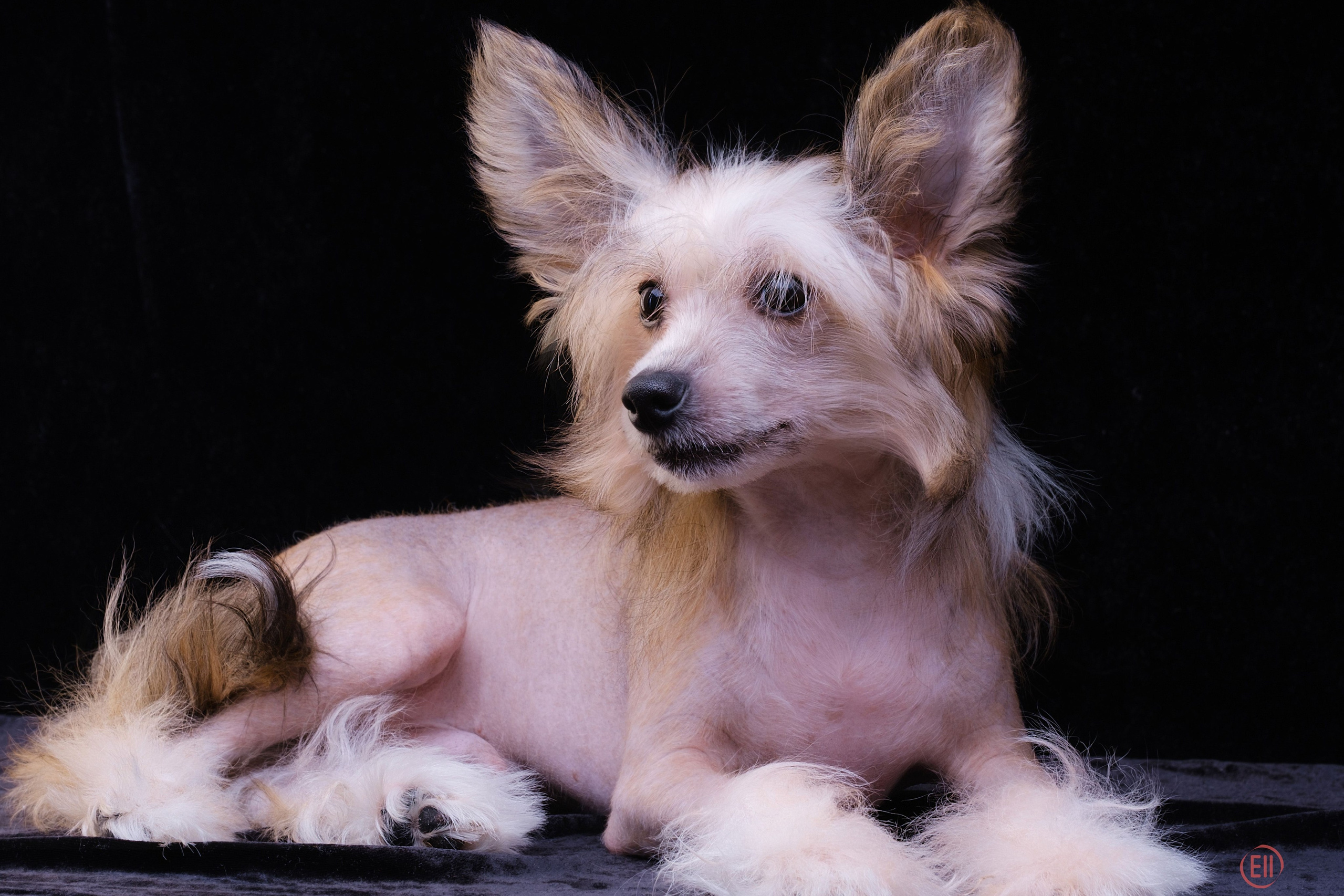 Папа: Poale Ell Chester