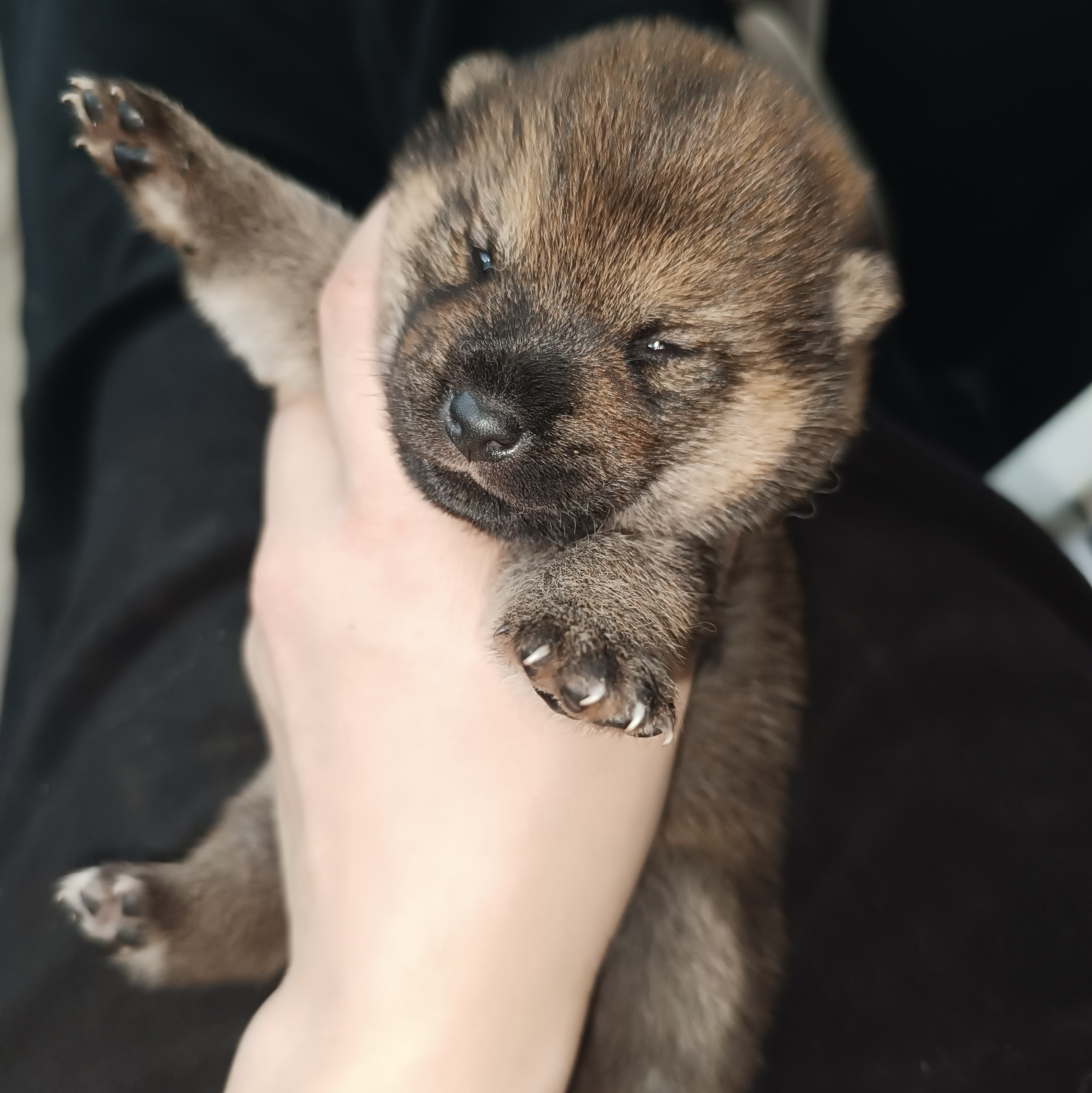 ПОМЕТЫ Сиба. AMERICAN AKITA RUBYLIGHT KENNEL I SHIBA-INU