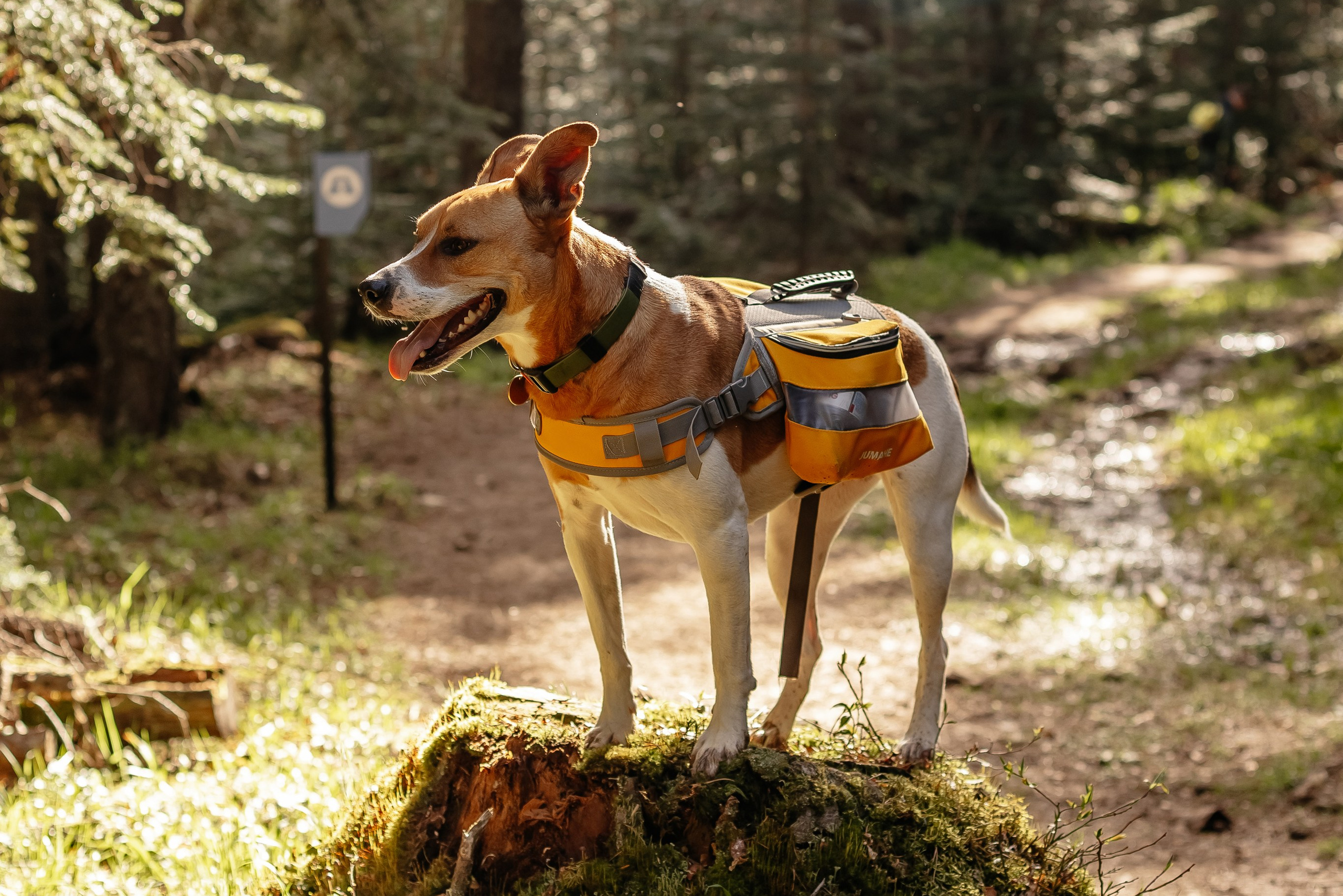 Animal. Фотограф Краснодар Марго Хелбен