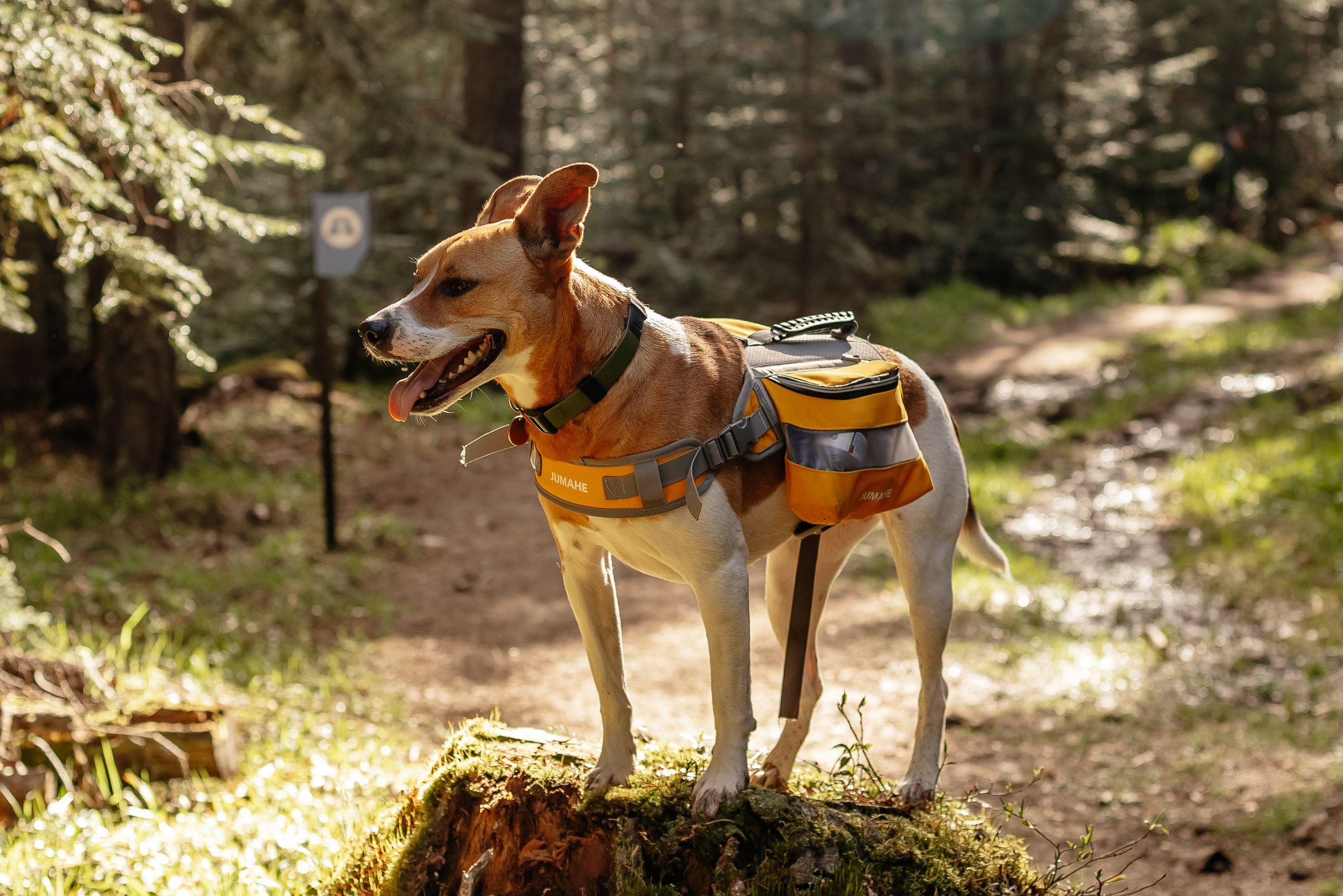 Портфолио animal. Фотограф — анималист Маргарита Хелбен Краснодар