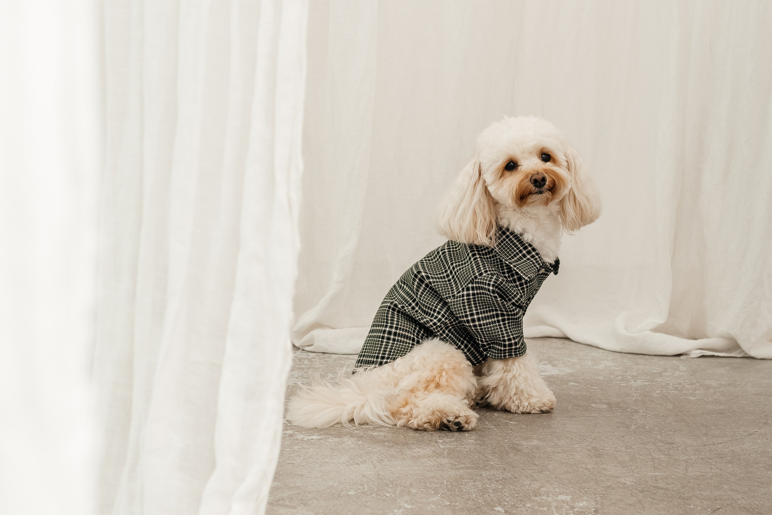 Портфолио animal. Фотограф — анималист Маргарита Хелбен Краснодар