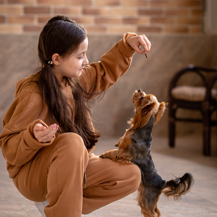 Девочка играет с собакой Йоркширским терьером во дворе дома 