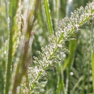 Балетный фотограф Алина Ханько. Отзывы. Балетный фотограф Алина Ханько — Душа Балета