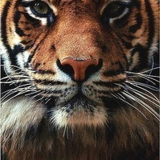 Отзывы клиентов. Свадебный и семейный Фотограф Денис Кошель