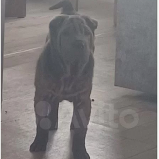 Отзывы. Питомник собак Иркутск