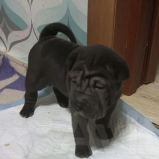 Отзывы. Питомник собак Иркутск