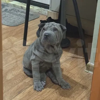 Отзывы. Питомник собак Иркутск